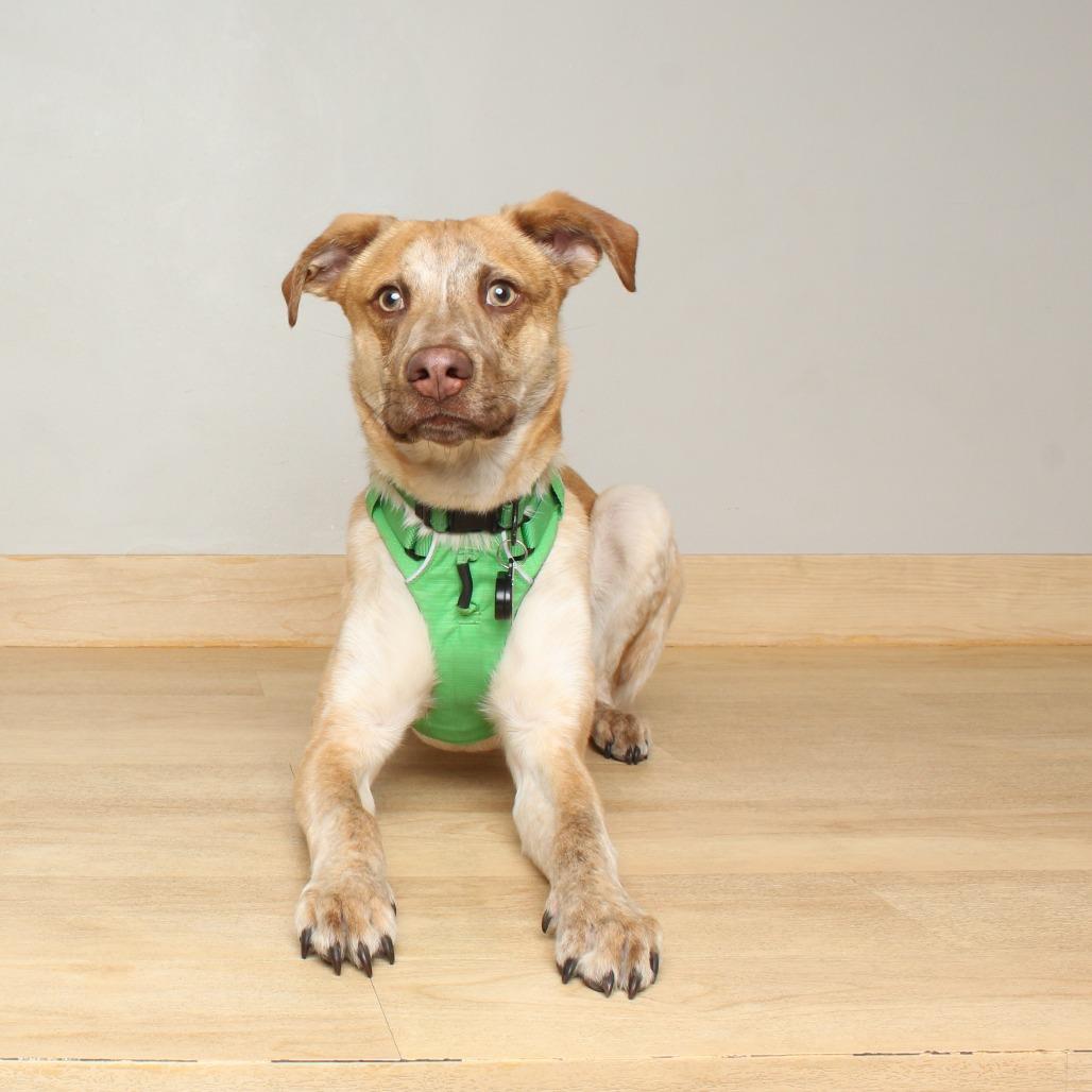 Enlarge Owen D17697, a Adoptable mixed breed in Minnetonka, MN image 4/6