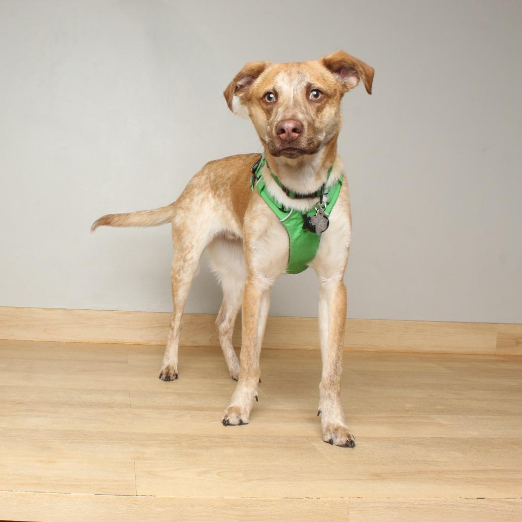 Enlarge Owen D17697, a Adoptable mixed breed in Minnetonka, MN image 6/6