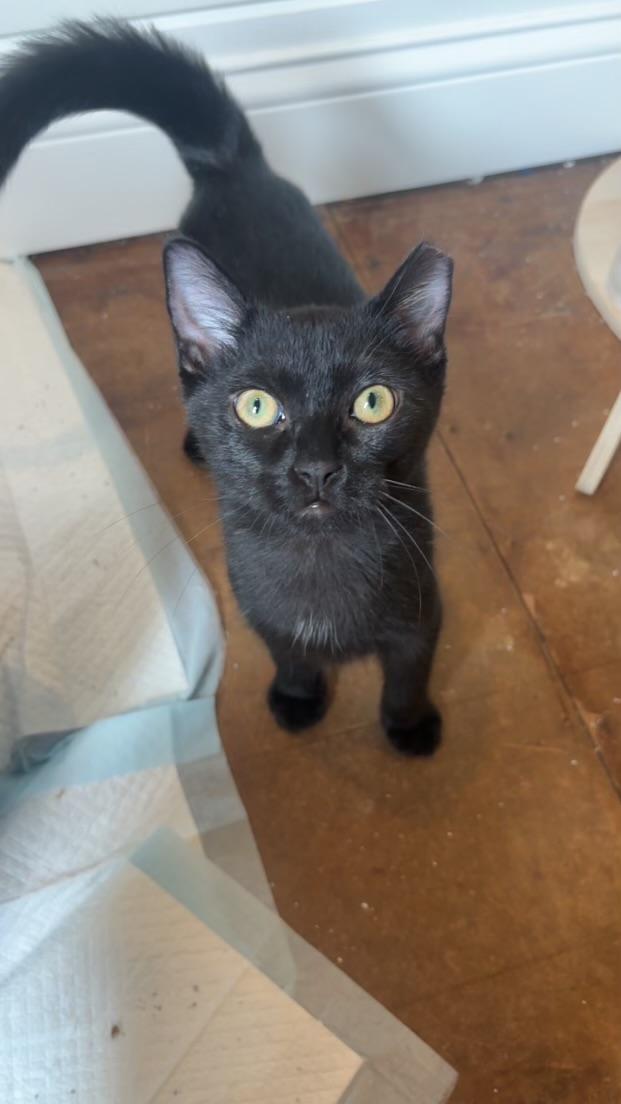 Enlarge Vince Vaughn, a Adoptable Domestic Short Hair in Warrenville, IL image 5/5