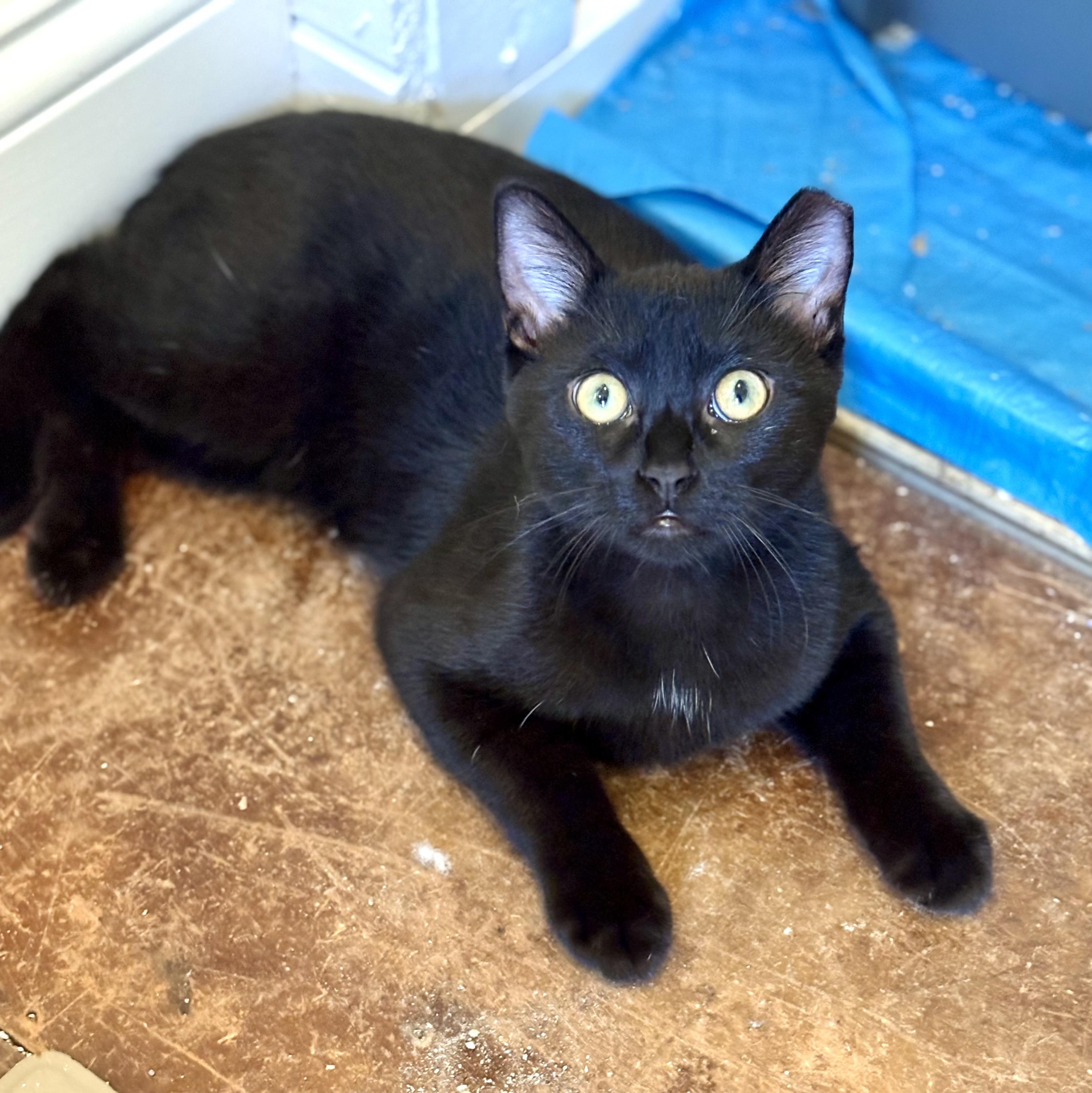 Enlarge Vince Vaughn, a Adoptable Domestic Short Hair in Warrenville, IL image 4/5