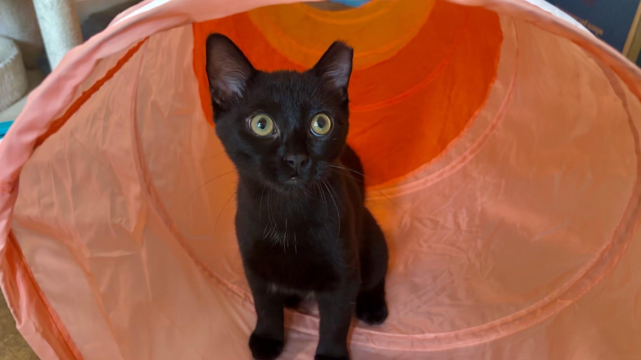 Enlarge Vince Vaughn, a Adoptable Domestic Short Hair in Warrenville, IL image 1/5