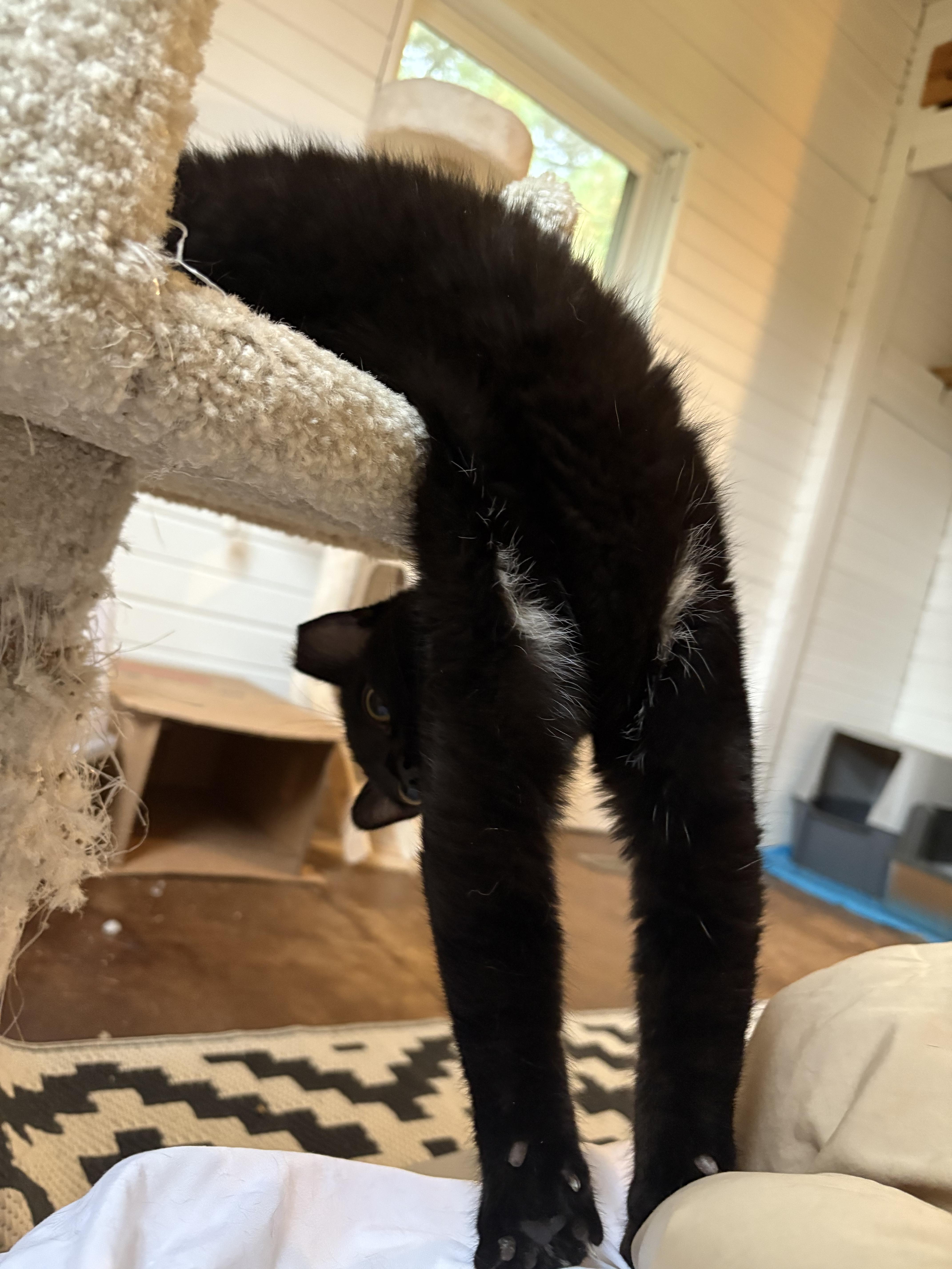 Enlarge Vince Vaughn, a Adoptable Domestic Short Hair in Warrenville, IL image 3/5