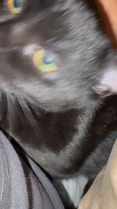 Enlarge Vince Vaughn, a Adoptable Domestic Short Hair in Warrenville, IL video 2/5