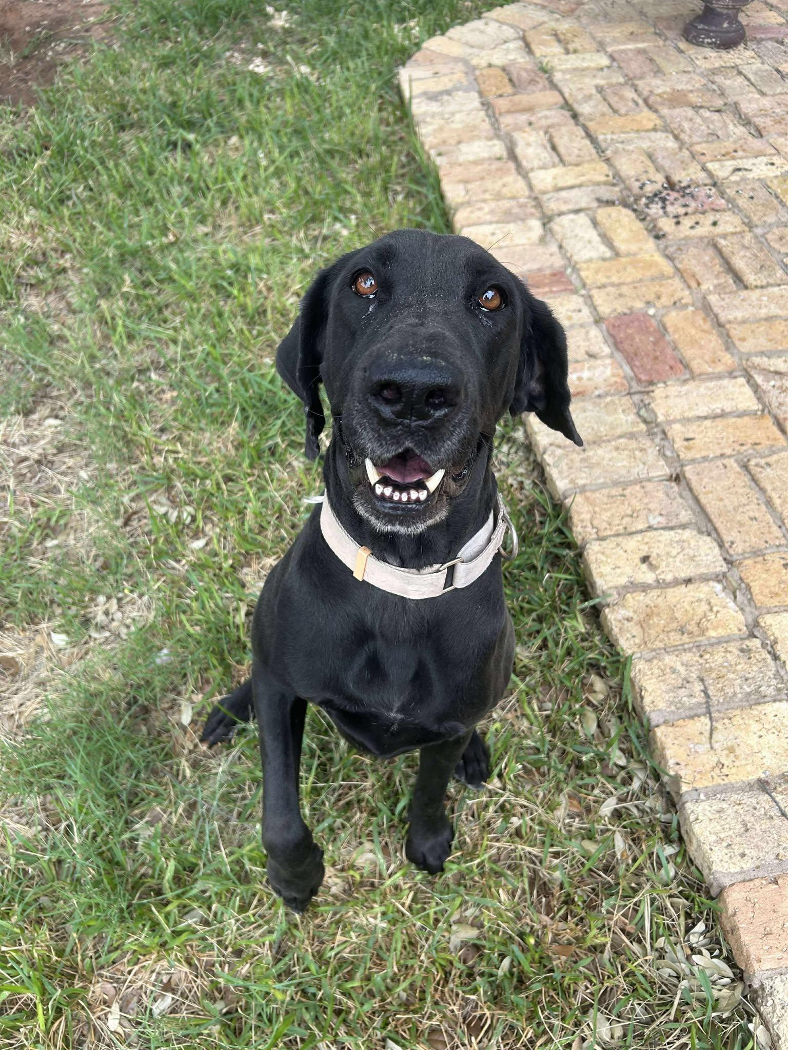 Enlarge Hermione, a Adoptable mixed breed in Bullard, TX image 6/6