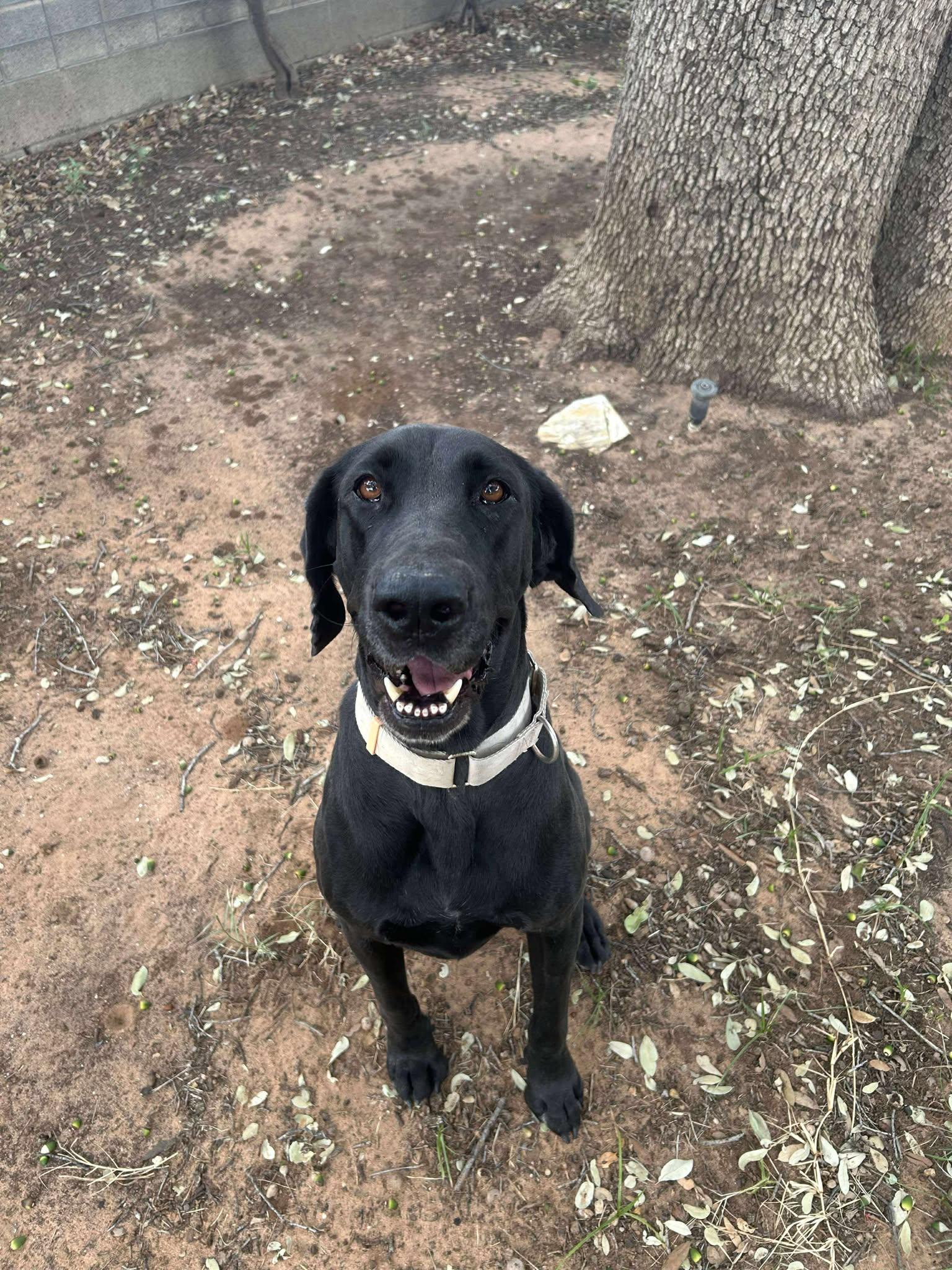 Enlarge Hermione, a Adoptable mixed breed in Bullard, TX image 3/6