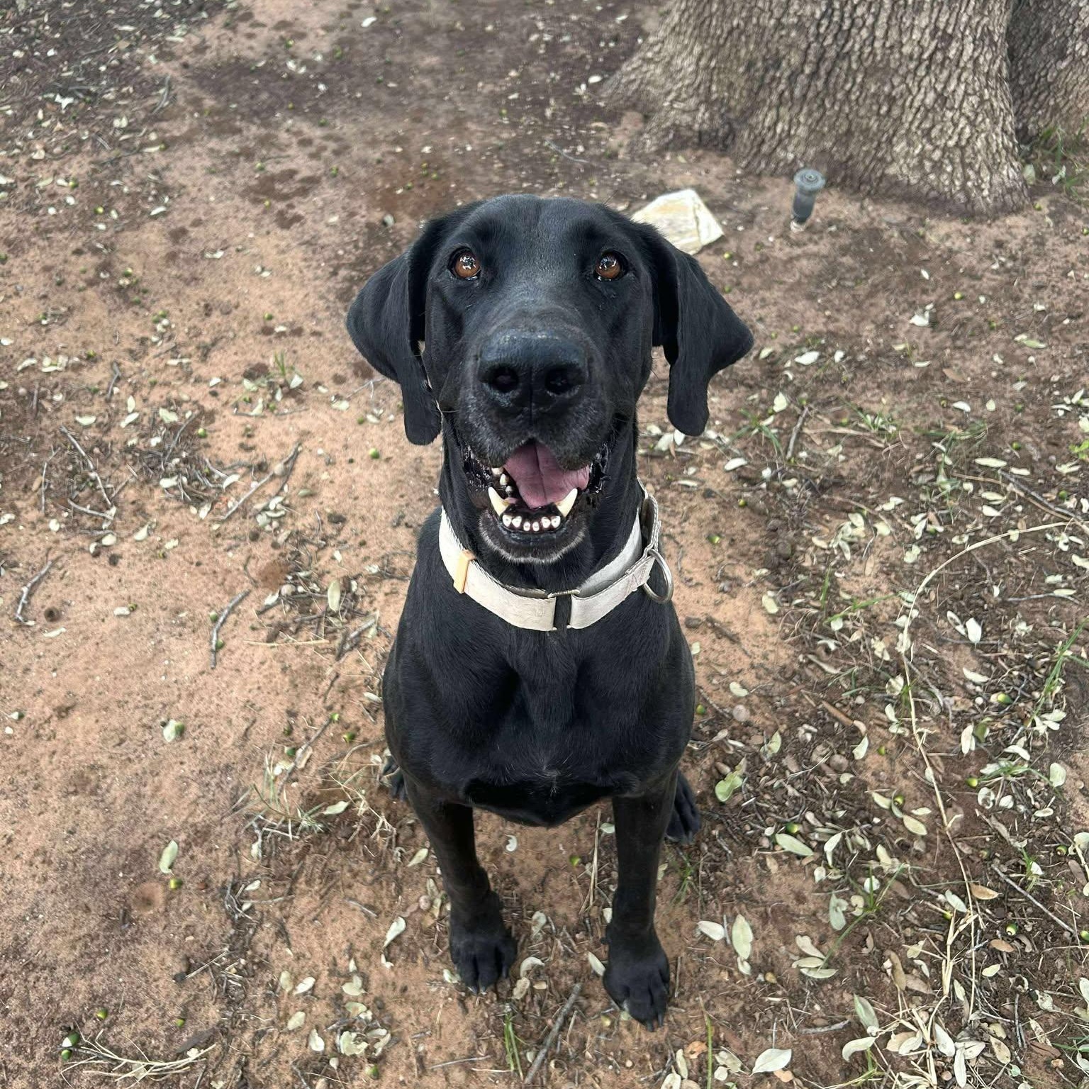 Enlarge Hermione, a Adoptable mixed breed in Bullard, TX image 1/6