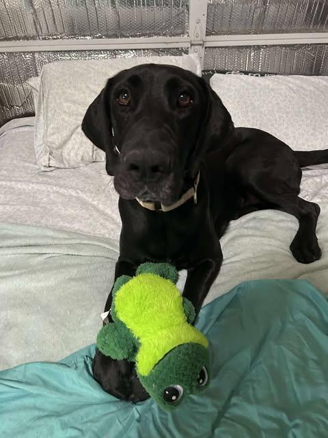 Enlarge Hermione, a Adoptable mixed breed in Bullard, TX image 2/6