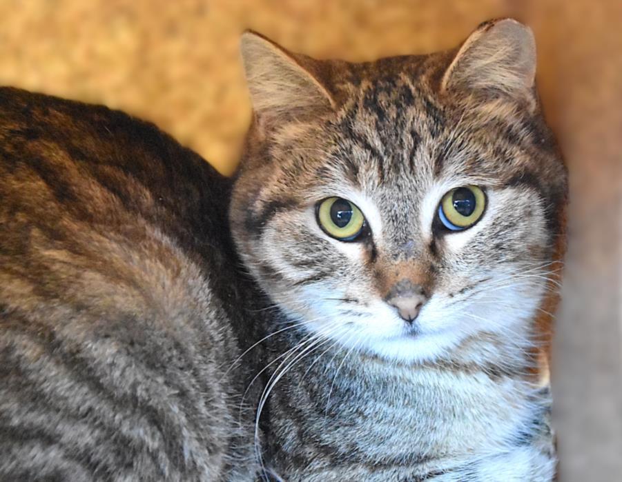 Enlarge DUSTY, a Adoptable Domestic Short Hair in Loveland, CO image 1/1