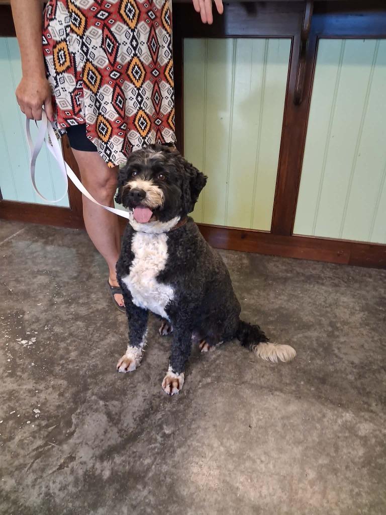 Enlarge Sophie, a Adoptable mixed breed in Neosho, MO image 1/1