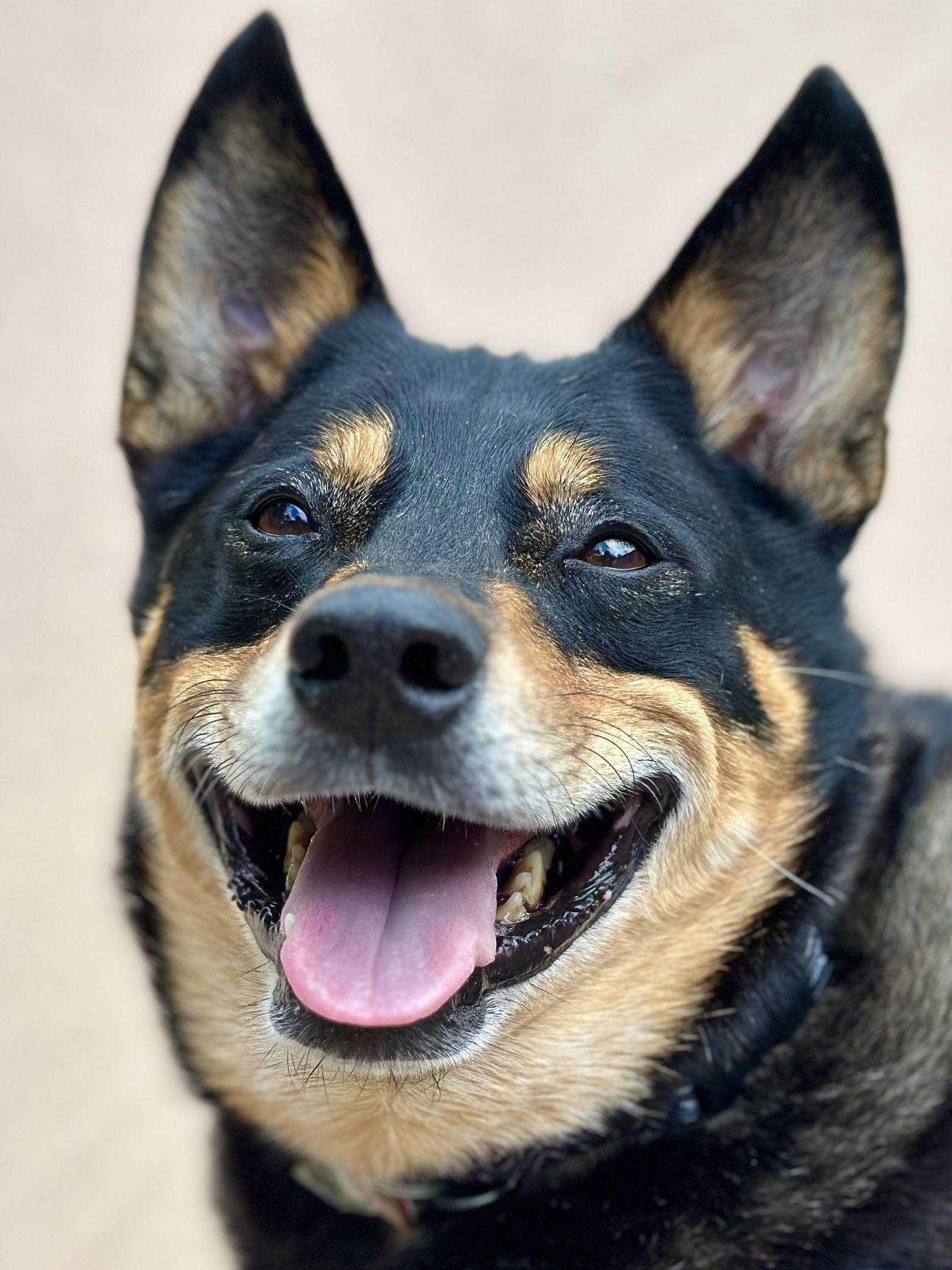 Enlarge Banjo, a Adoptable Australian Cattle Dog / Blue Heeler in West Cornwall, CT image 1/3