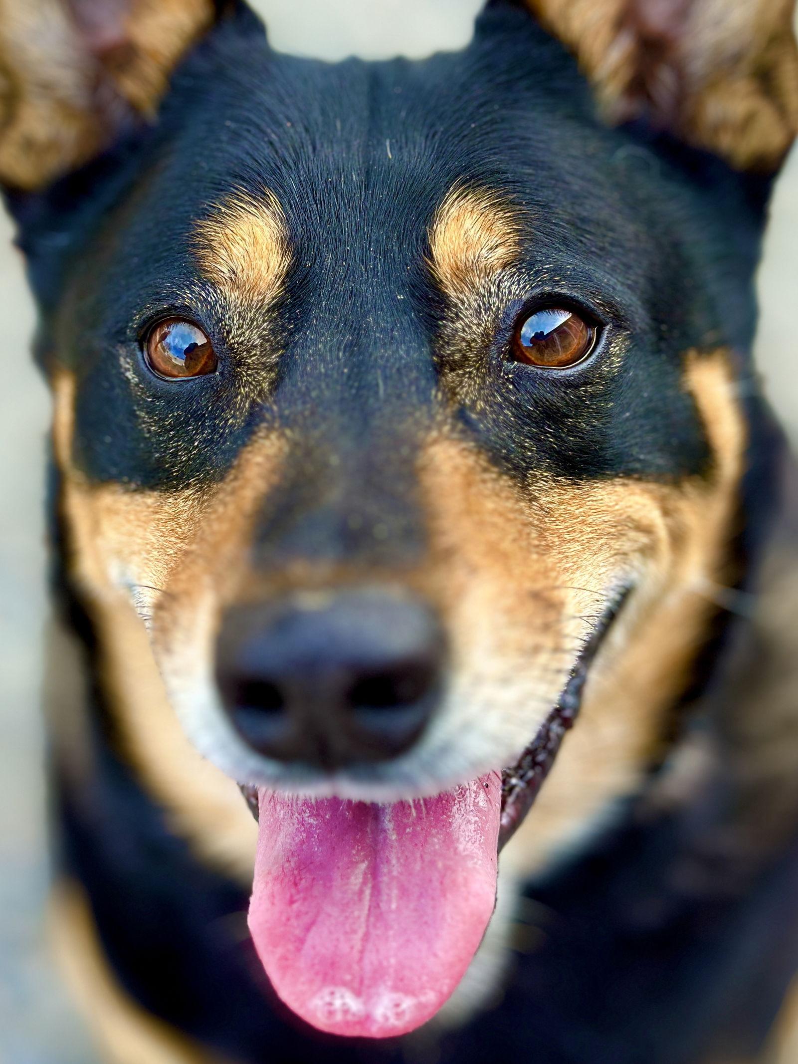 Enlarge Banjo, a Adoptable Australian Cattle Dog / Blue Heeler in West Cornwall, CT image 2/3