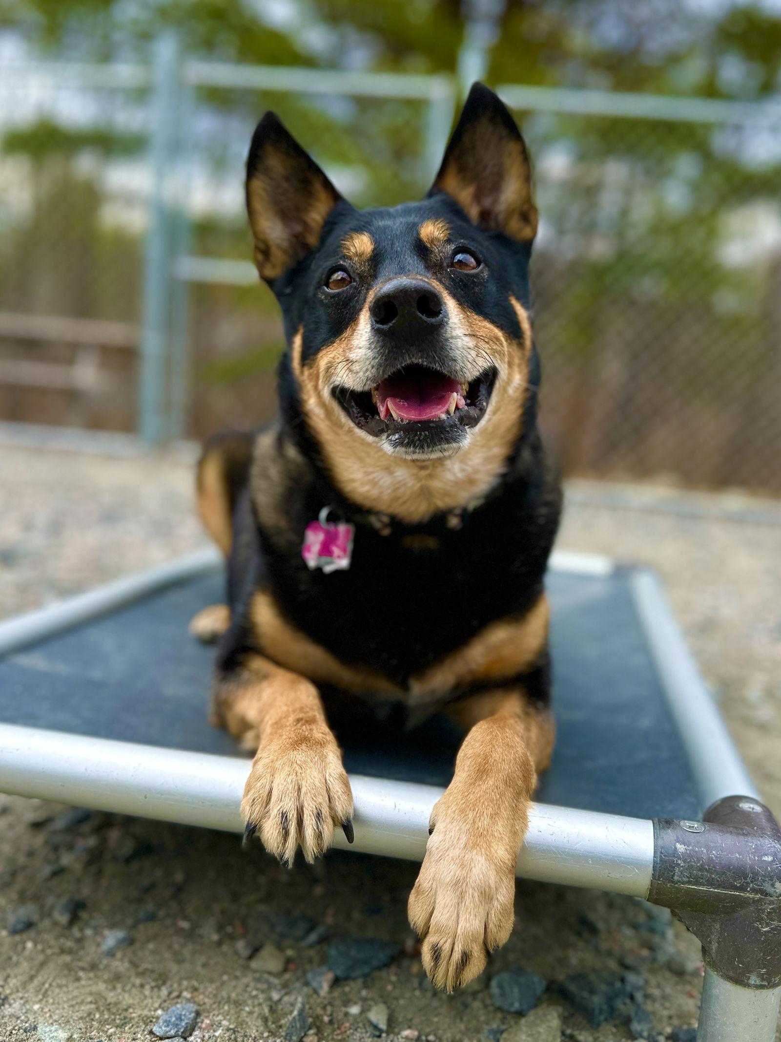 Enlarge Banjo, a Adoptable Australian Cattle Dog / Blue Heeler in West Cornwall, CT image 3/3