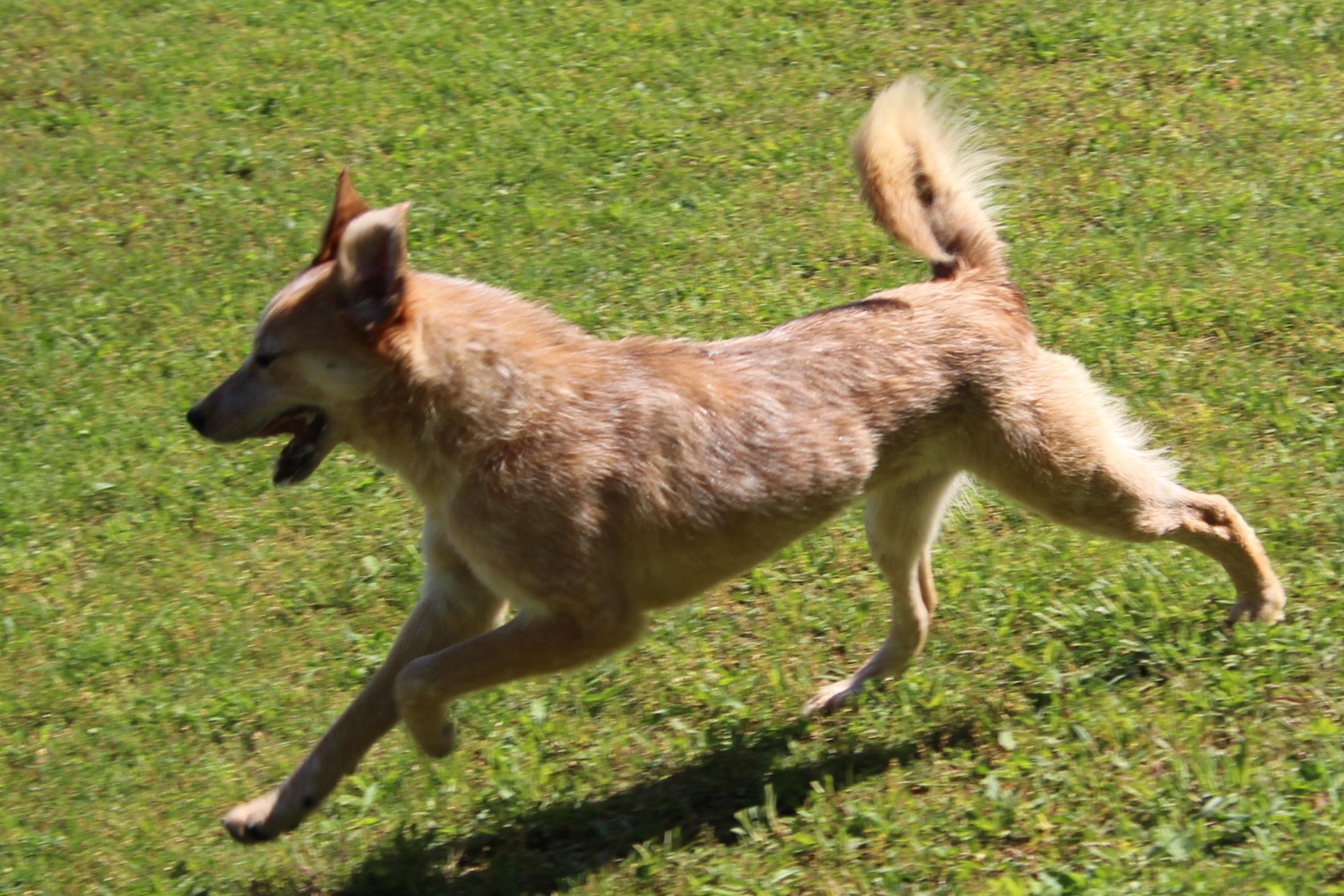 Kelly, a Adoptable Australian Cattle Dog / Blue Heeler in Wheelersburg, OH image 2/6