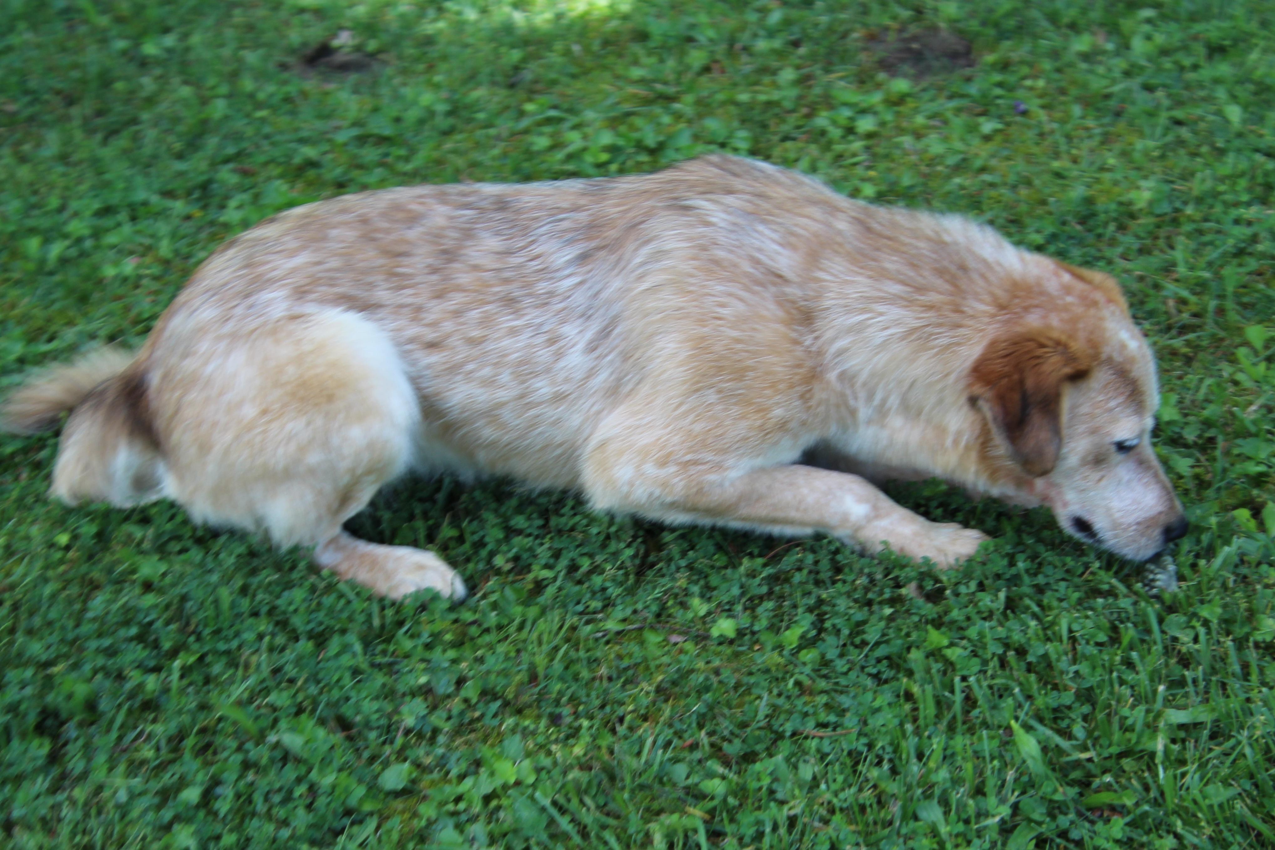 Kelly, a Adoptable Australian Cattle Dog / Blue Heeler in Wheelersburg, OH image 3/6