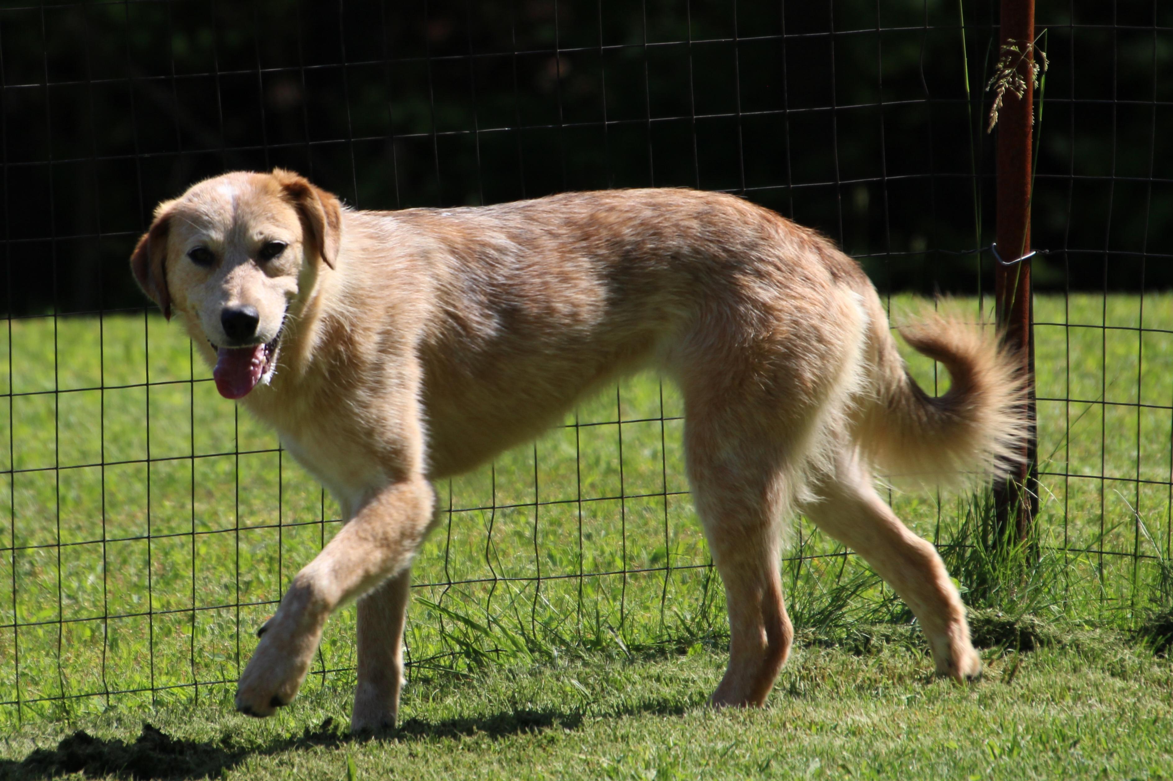 Kelly, a Adoptable Australian Cattle Dog / Blue Heeler in Wheelersburg, OH image 4/6