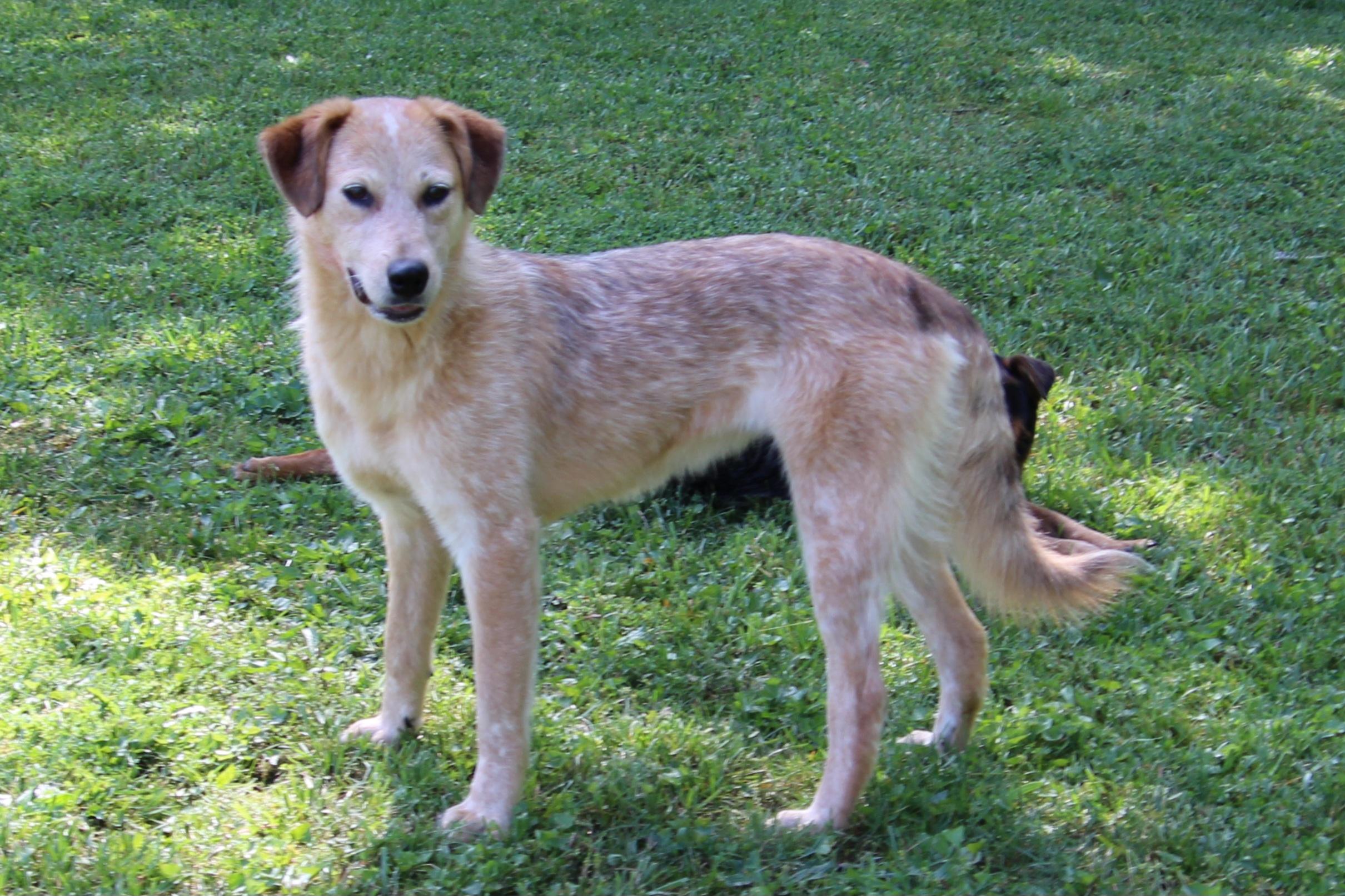 Kelly, Adoptable, Adult Female Australian Cattle Dog / Blue Heeler.