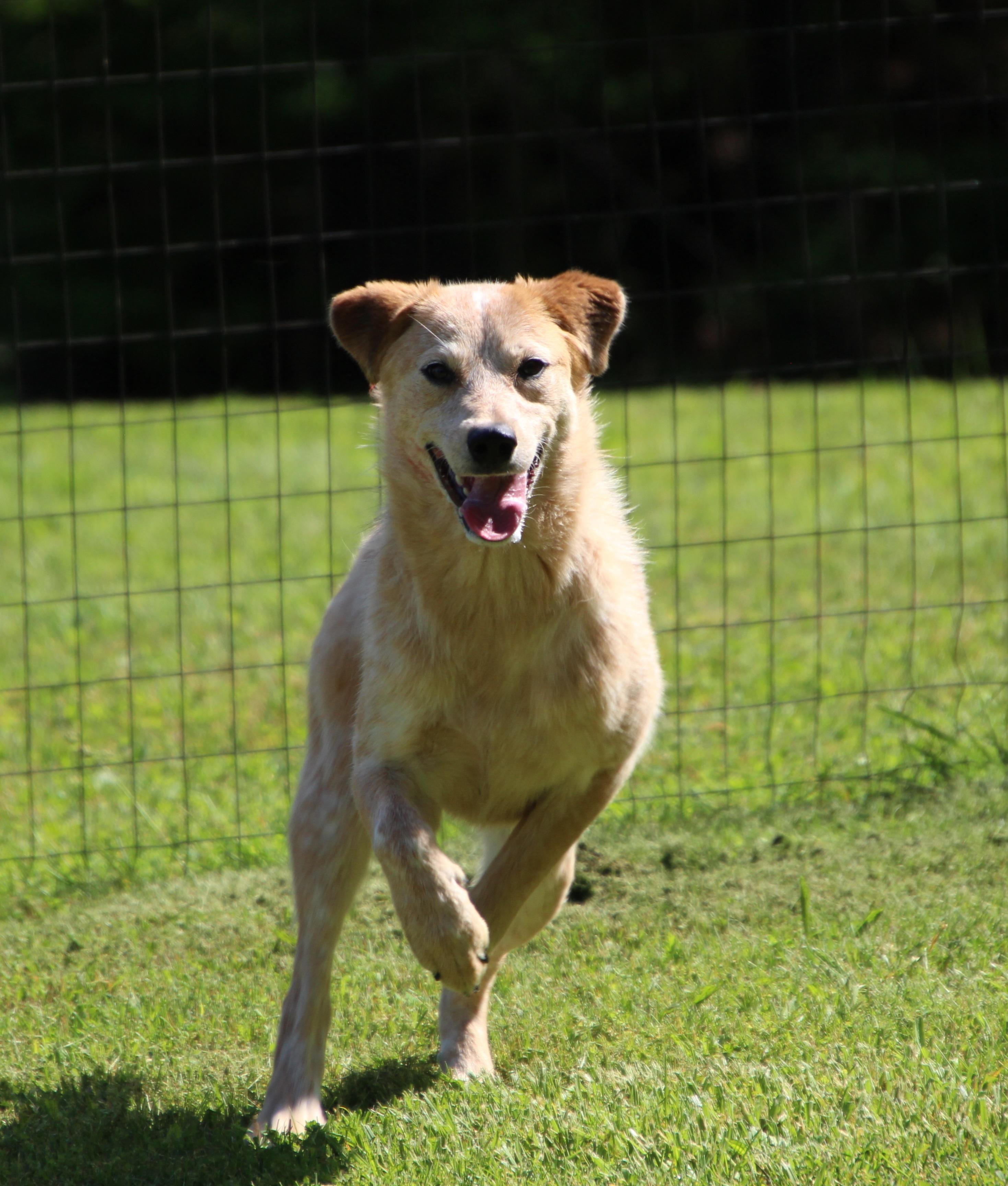 Kelly, a Adoptable Australian Cattle Dog / Blue Heeler in Wheelersburg, OH image 5/6