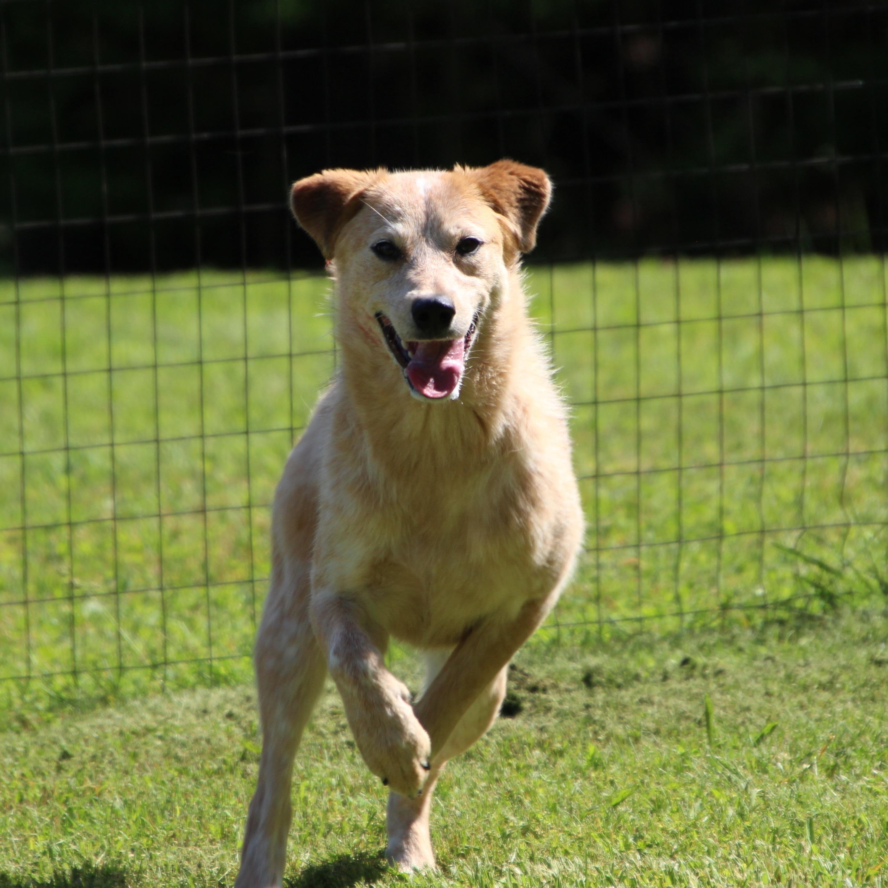Kelly, a Adoptable Australian Cattle Dog / Blue Heeler in Wheelersburg, OH image 3/6
