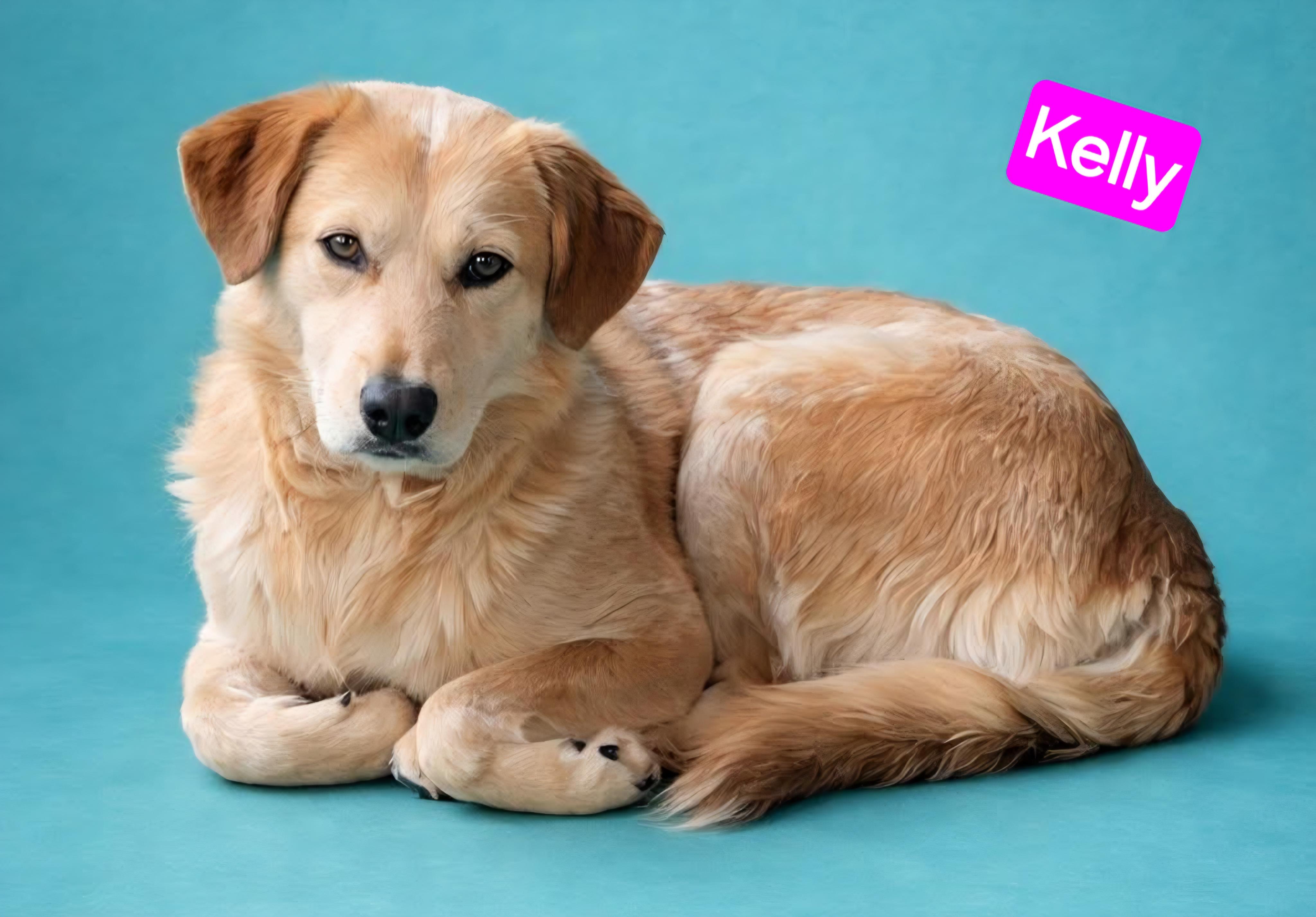 Kelly, Adoptable, Young Female Australian Cattle Dog / Blue Heeler.