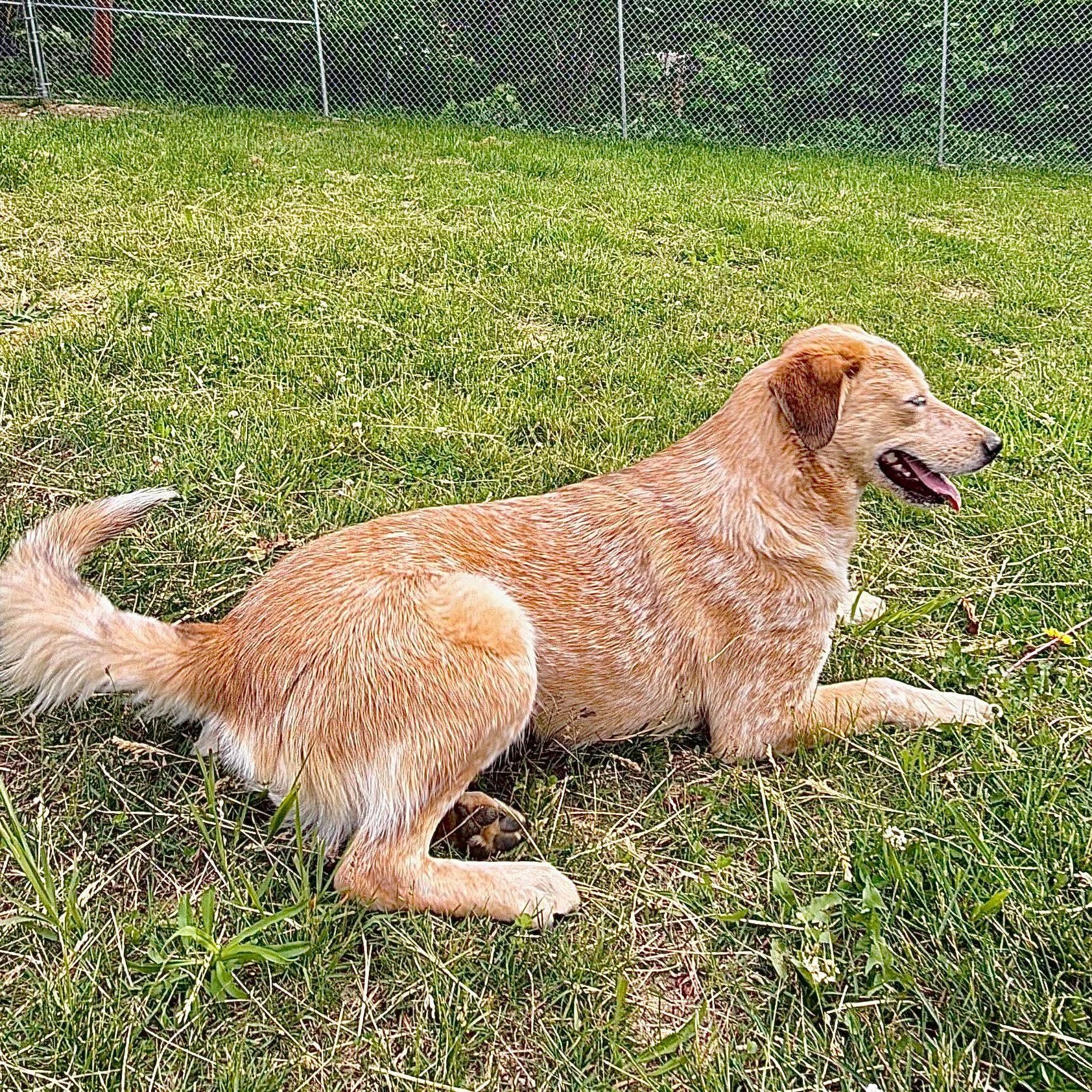 Kelly, a Adoptable Australian Cattle Dog / Blue Heeler in Wheelersburg, OH image 4/6