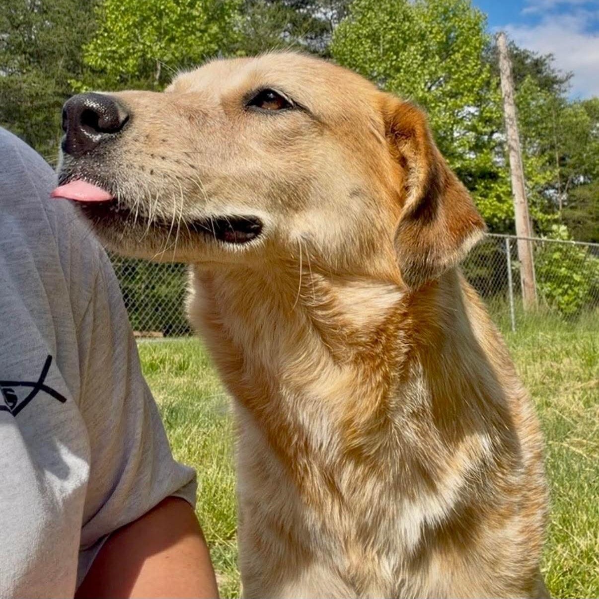 Kelly, a Adoptable Australian Cattle Dog / Blue Heeler in Wheelersburg, OH image 5/6