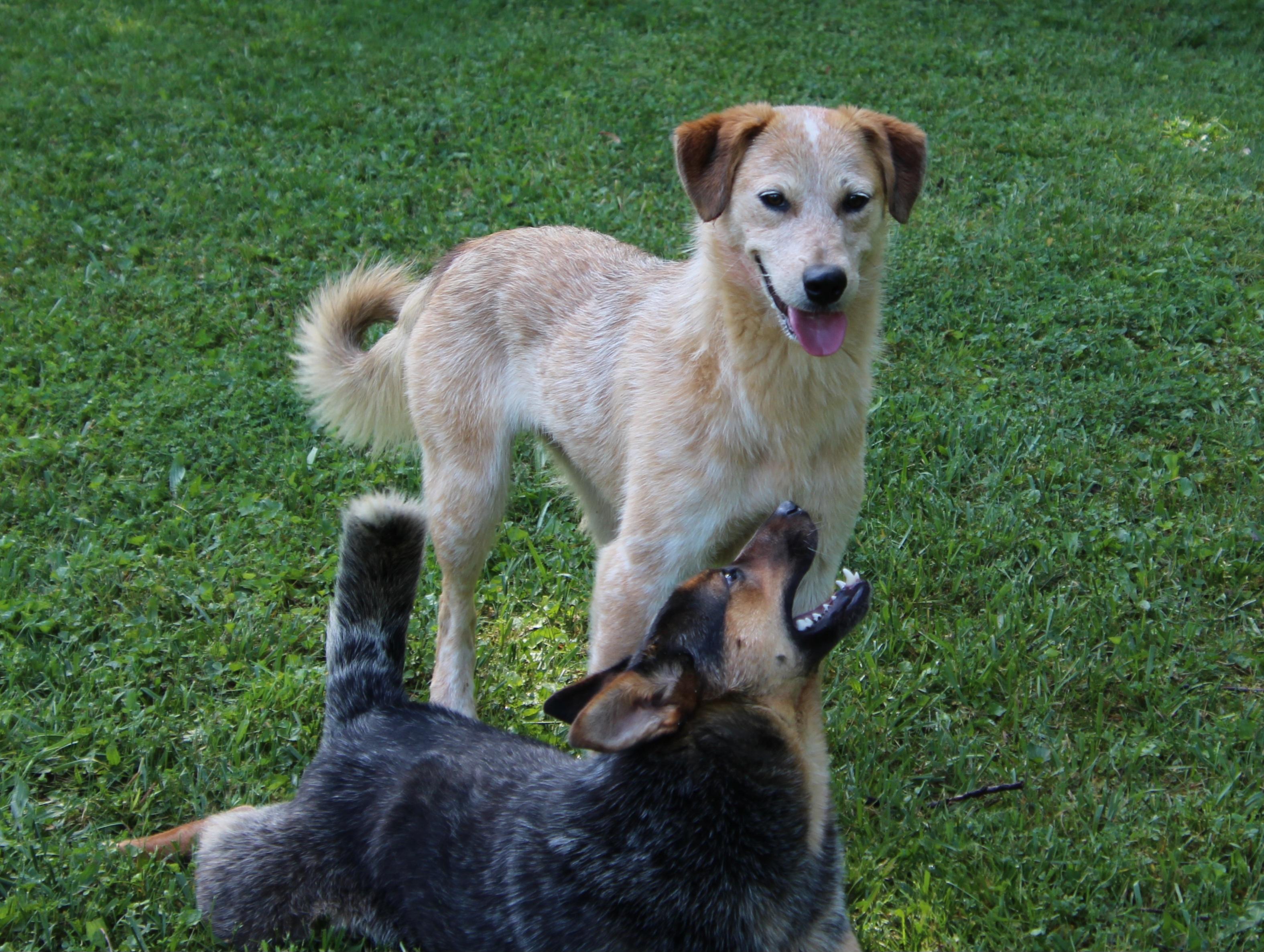 Kelly, a Adoptable Australian Cattle Dog / Blue Heeler in Wheelersburg, OH image 6/6