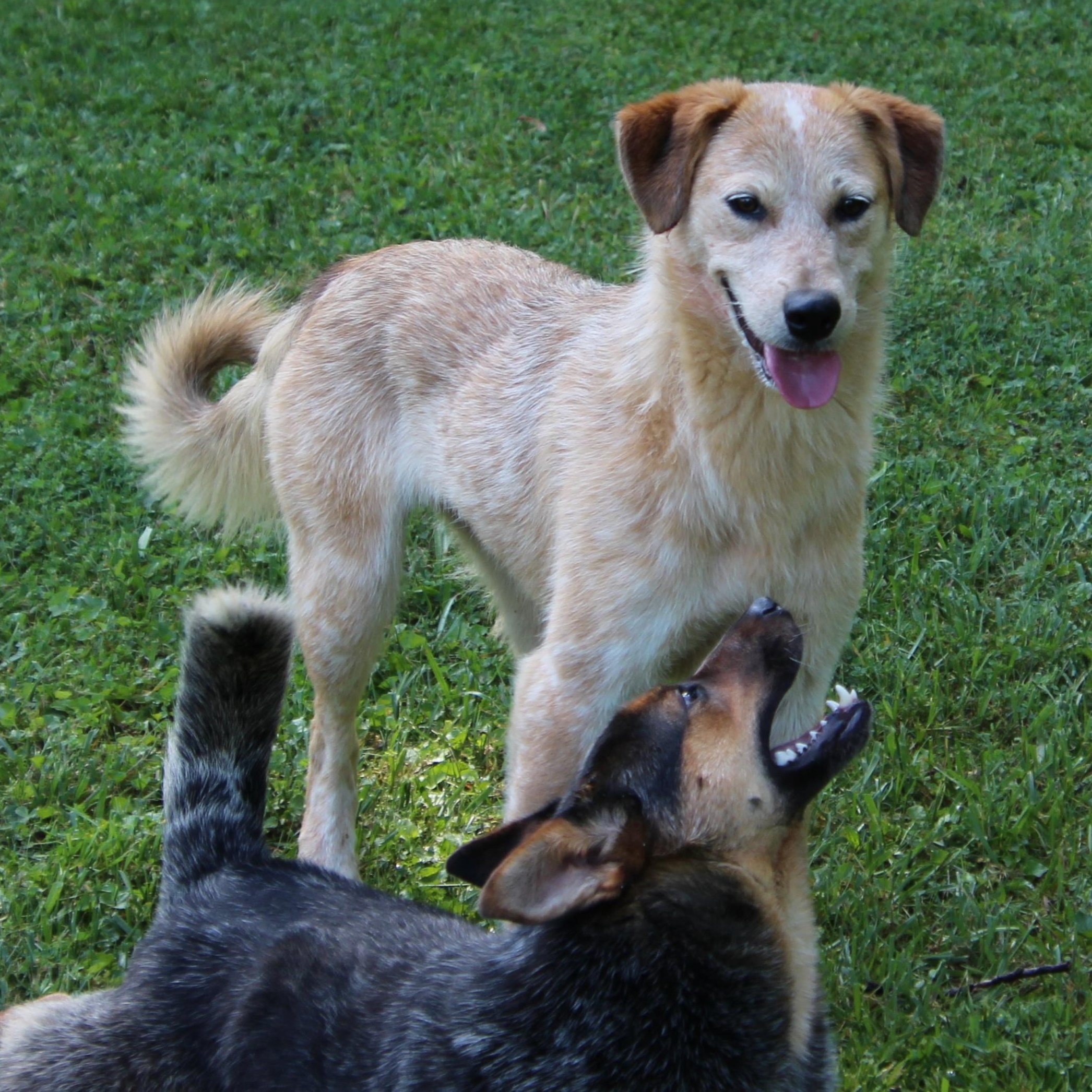 Enlarge Kelly, a Adoptable Australian Cattle Dog / Blue Heeler in Wheelersburg, OH image 2/6