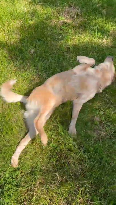 Enlarge Kelly, a Adoptable Australian Cattle Dog / Blue Heeler in Wheelersburg, OH video 6/6