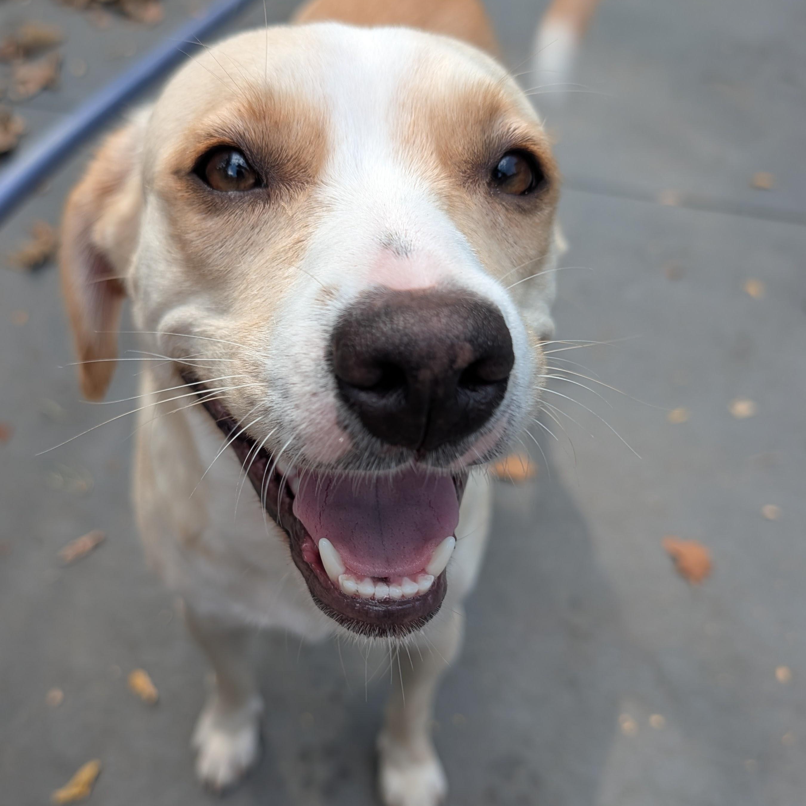 Goldie, Adoptable, Young Female Beagle & Yellow Labrador Retriever.