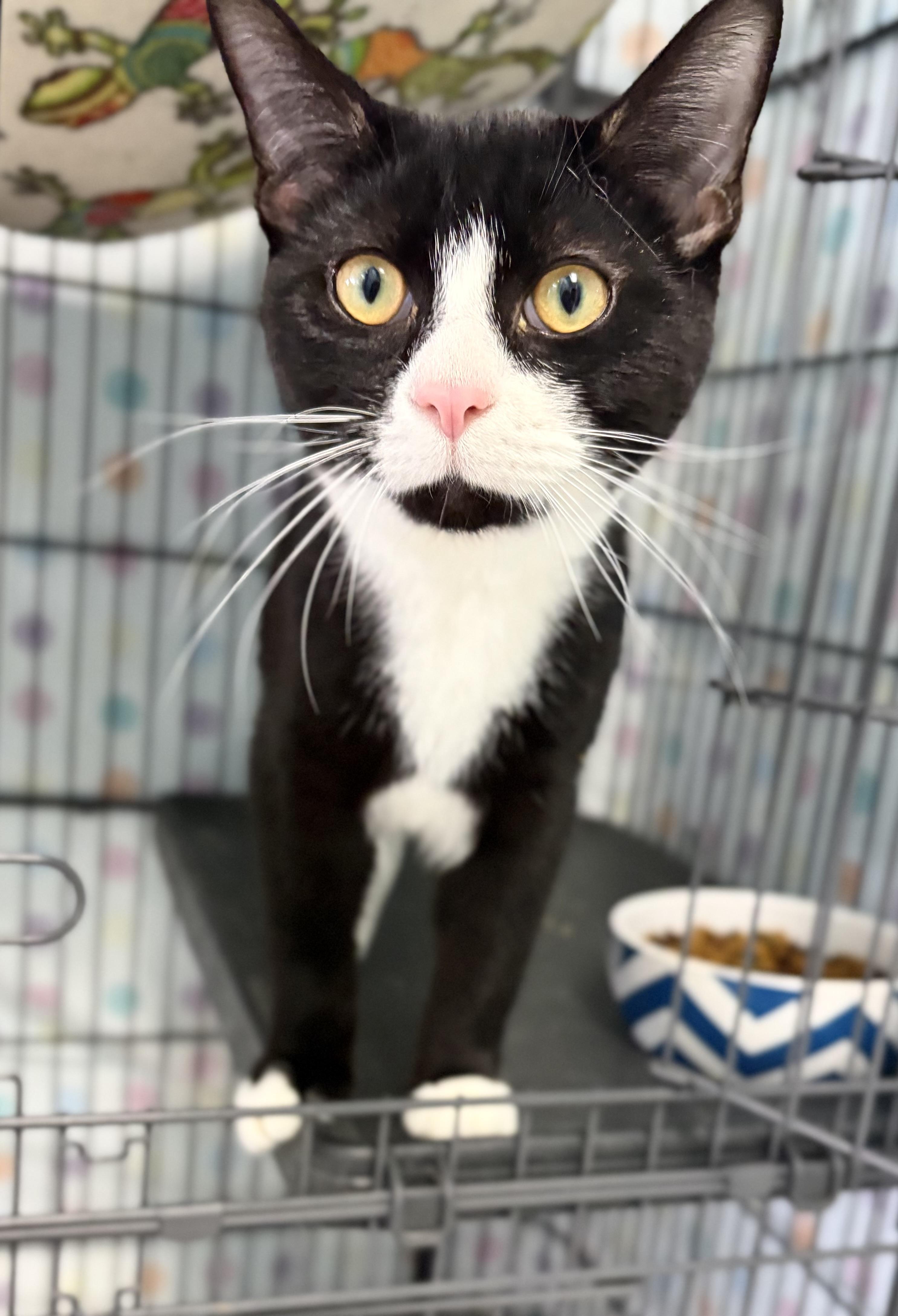Enlarge Phantom, a Adoptable Domestic Short Hair in Bardstown, KY image 3/5