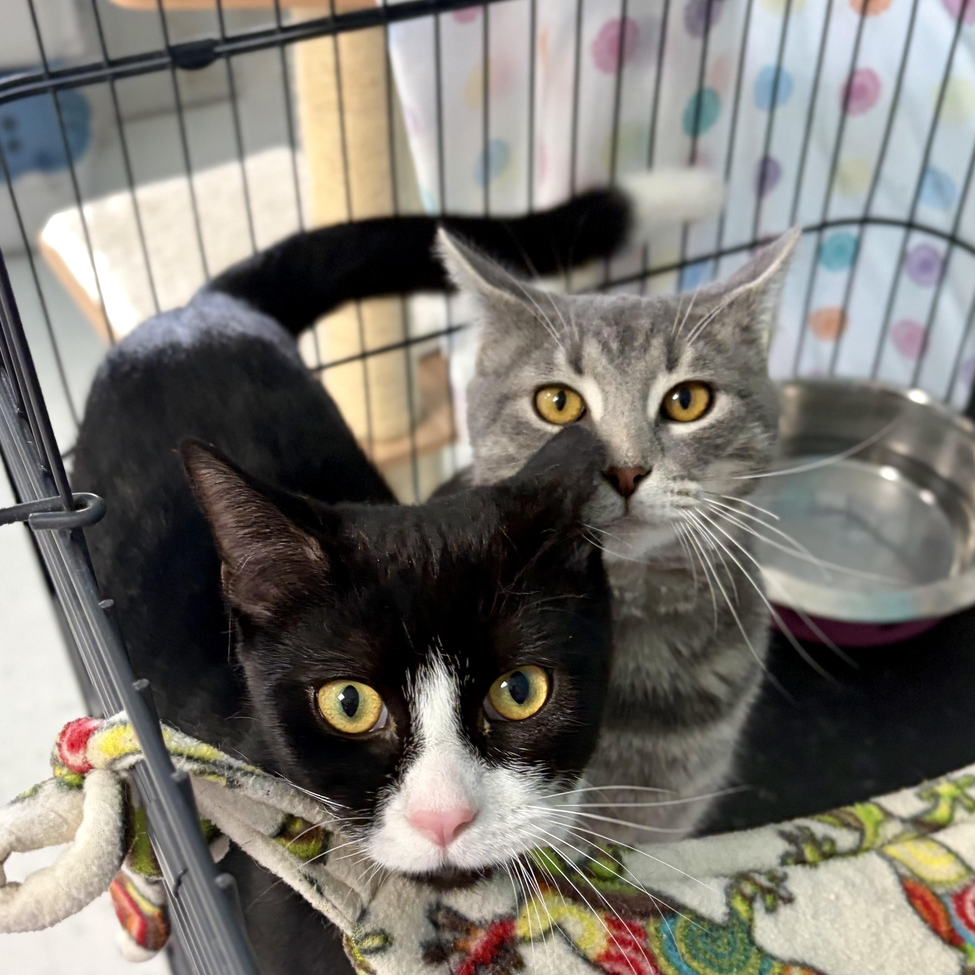 Enlarge Phantom, a Adoptable Domestic Short Hair in Bardstown, KY image 2/5