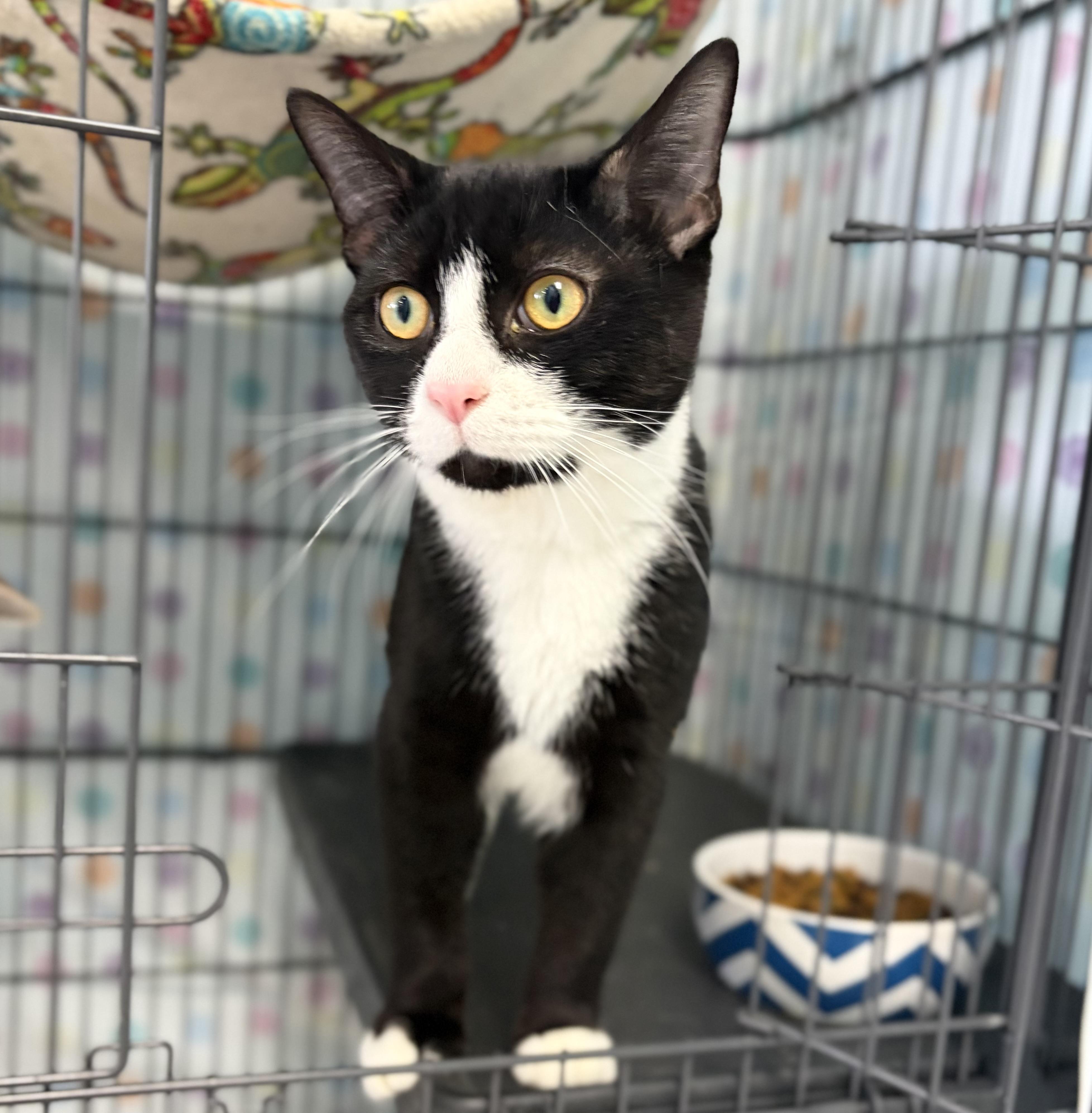 Enlarge Phantom, a Adoptable Domestic Short Hair in Bardstown, KY image 4/5