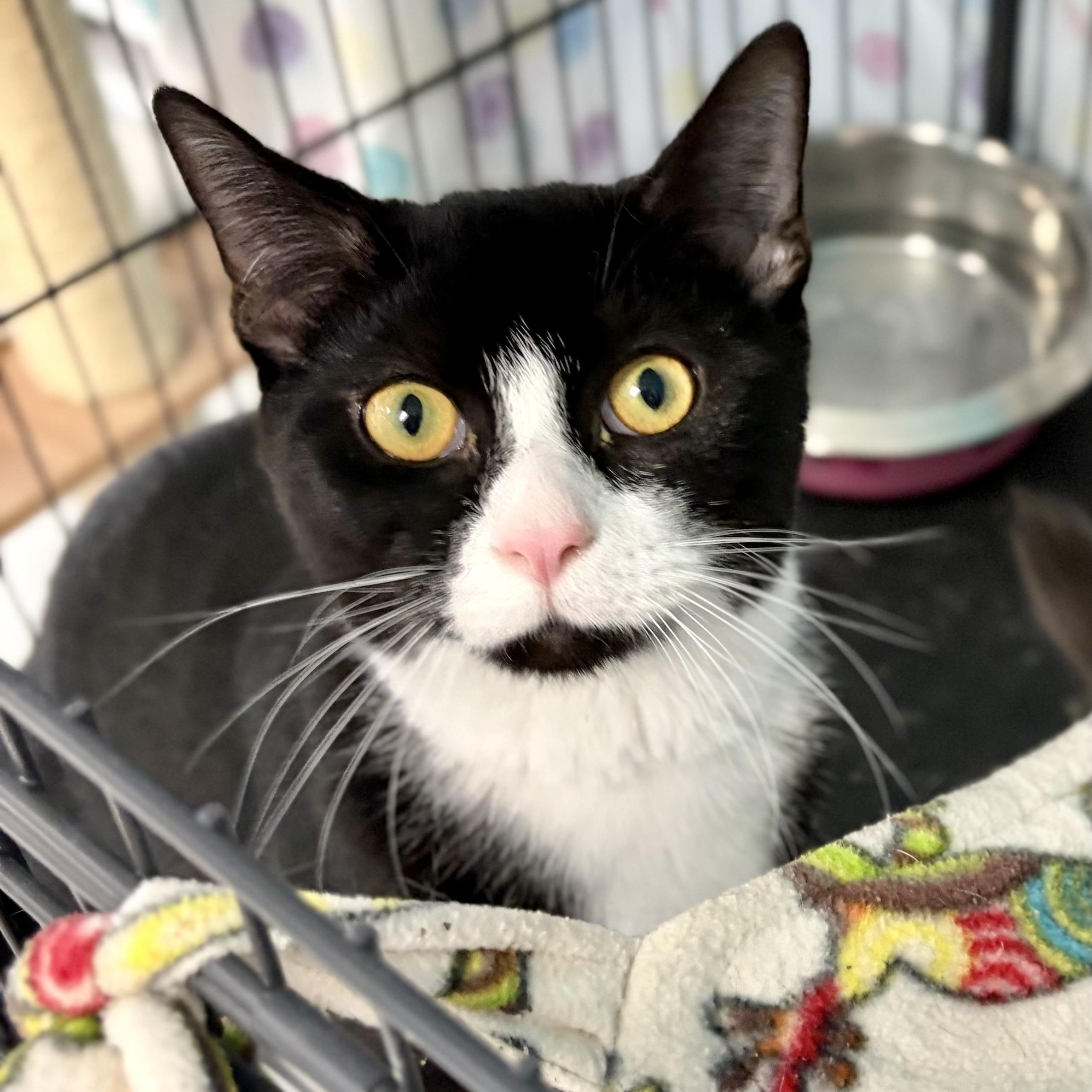 Phantom, Adoptable, Young Male Domestic Short Hair.