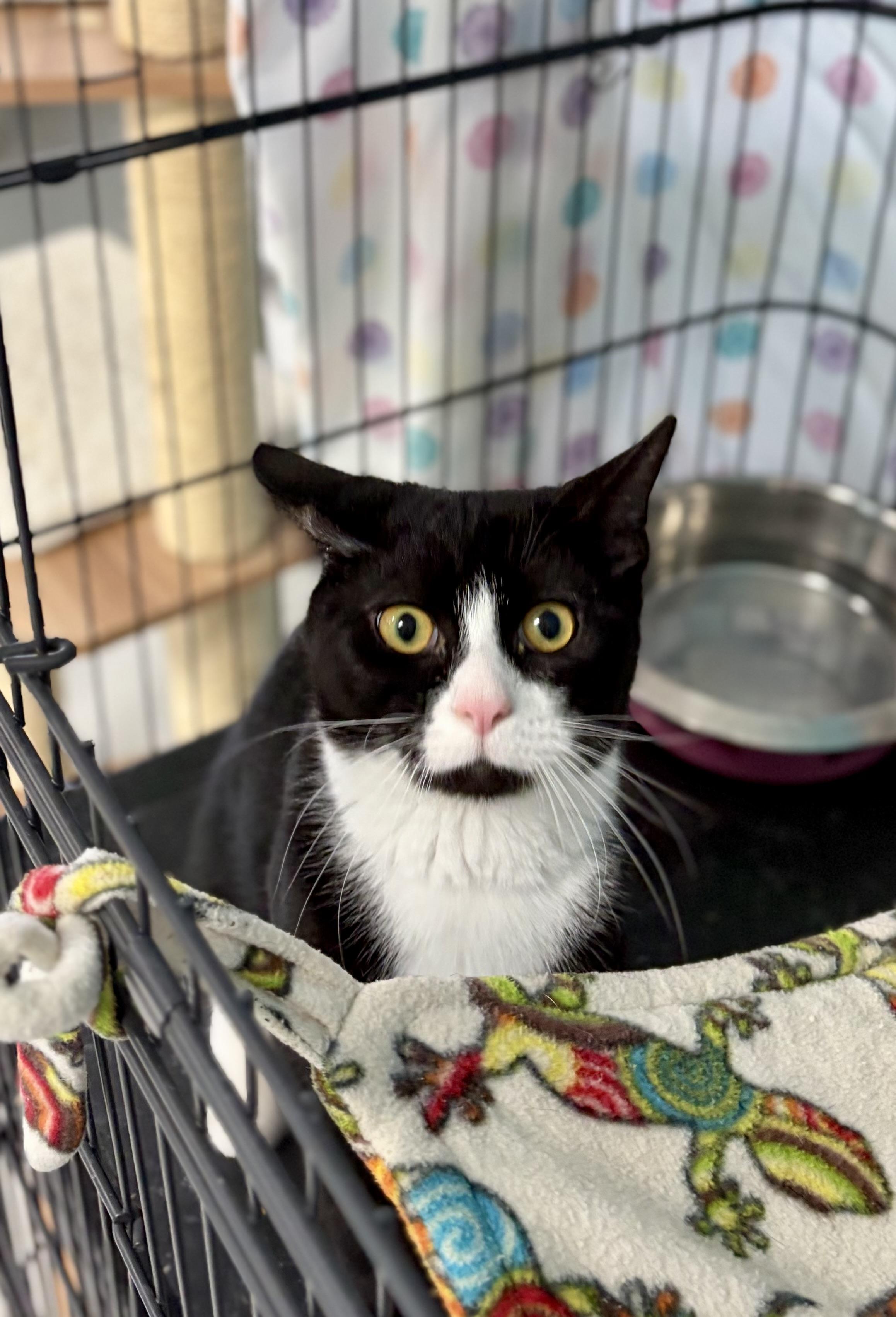 Enlarge Phantom, a Adoptable Domestic Short Hair in Bardstown, KY image 5/5