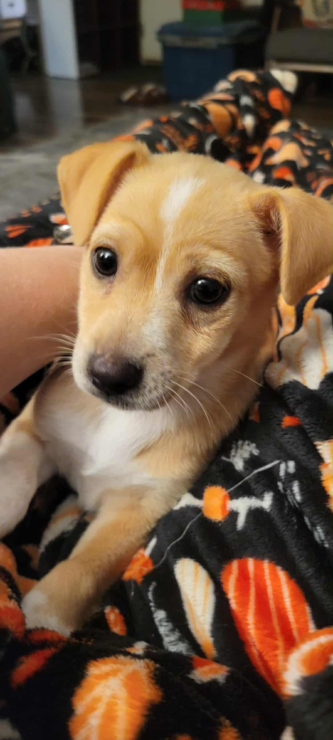 Pebbles, Adopted, Puppy Female Chihuahua.