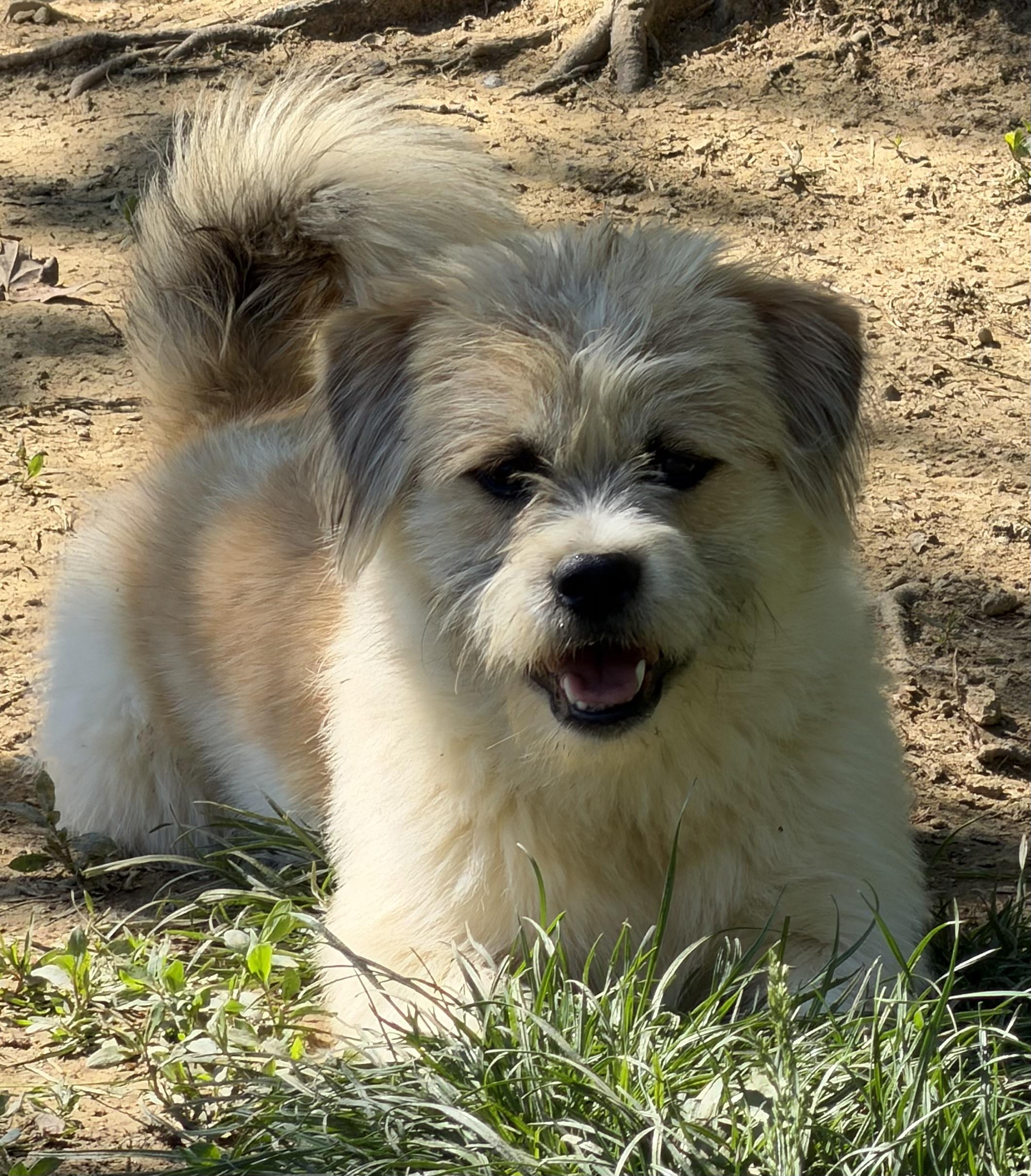 Harley, a ADOPTABLE mixed breed in Zanesville, OH image 3/3