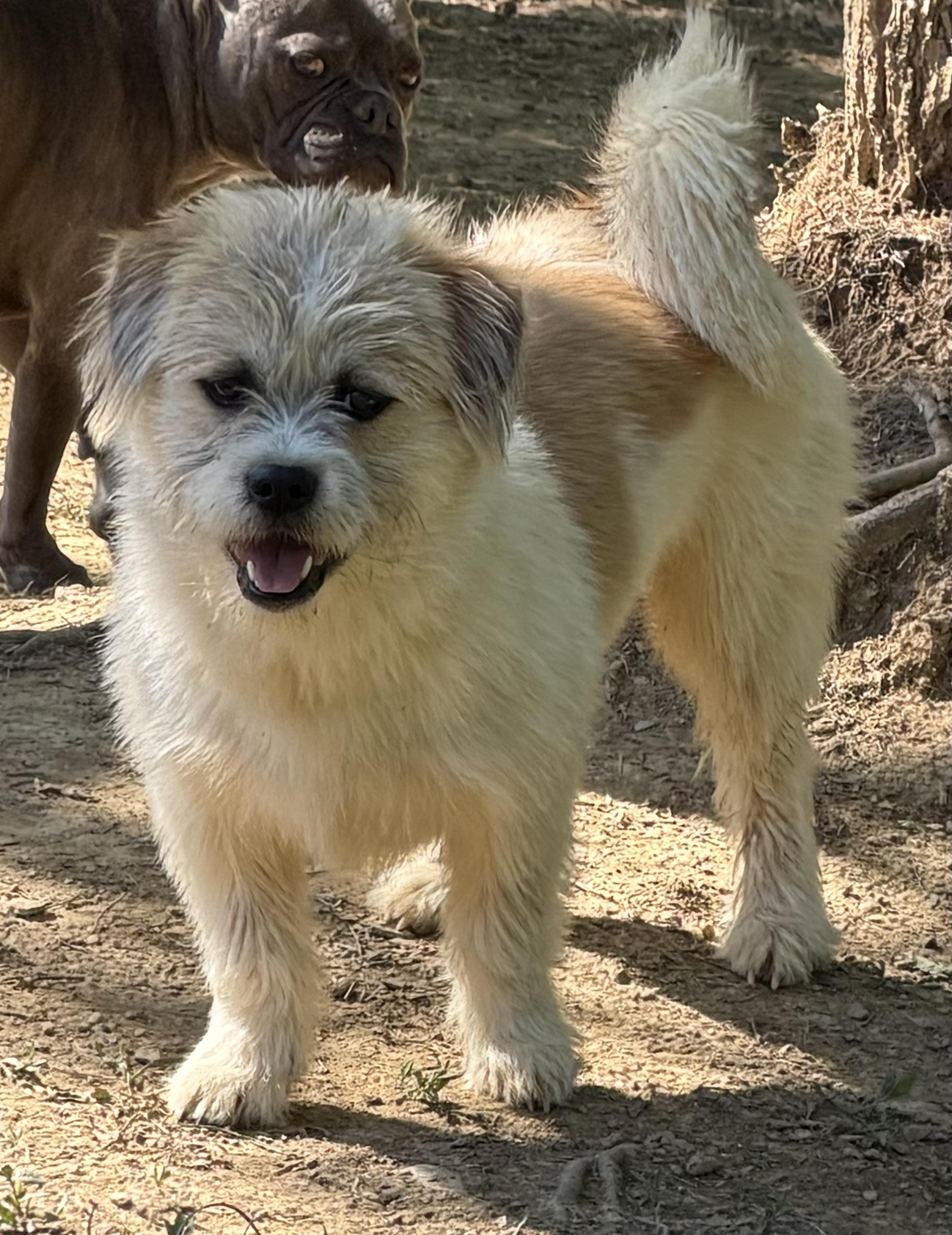 Harley, a ADOPTABLE mixed breed in Zanesville, OH image 1/3