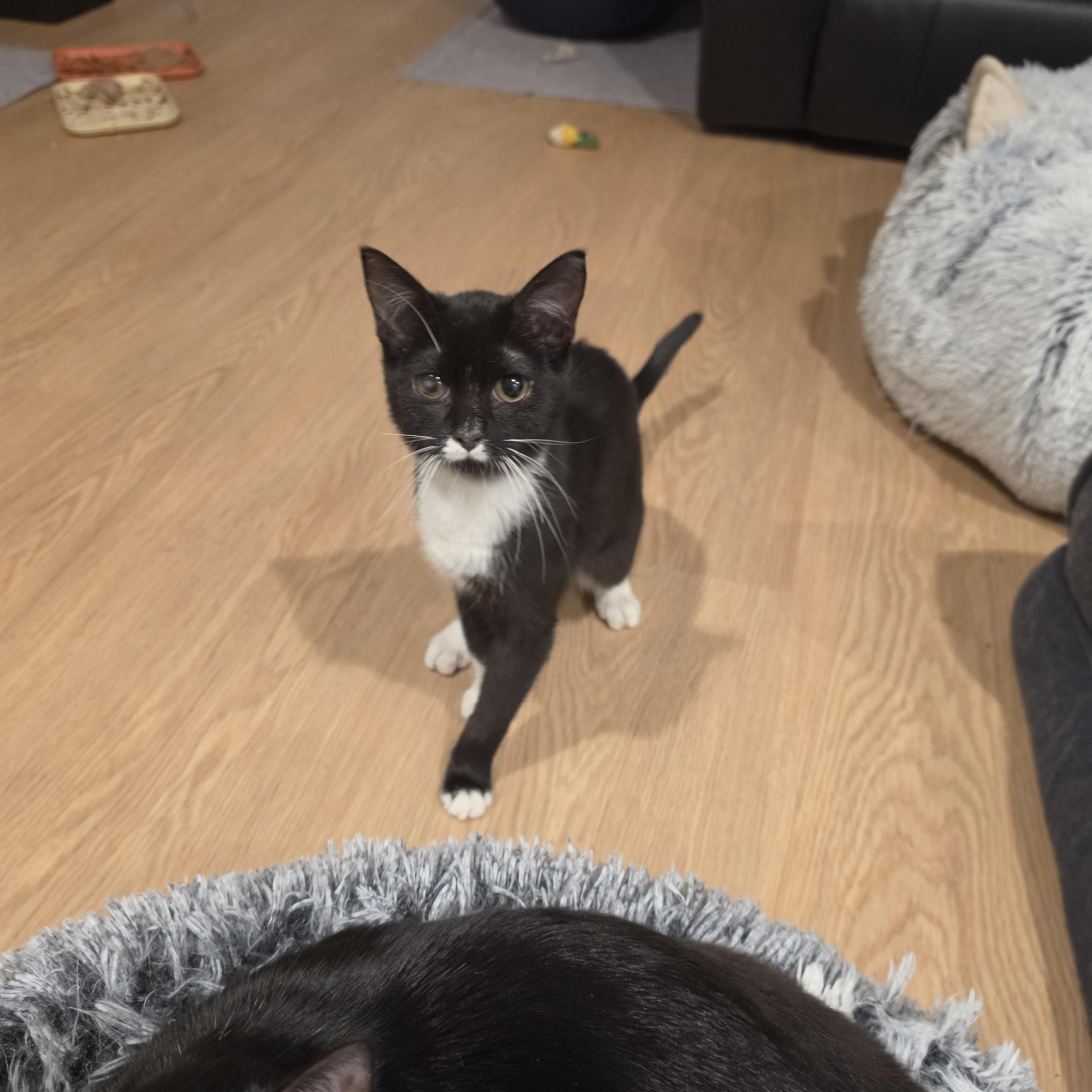 Thea, ADOPTABLE, Kitten Female Tuxedo.