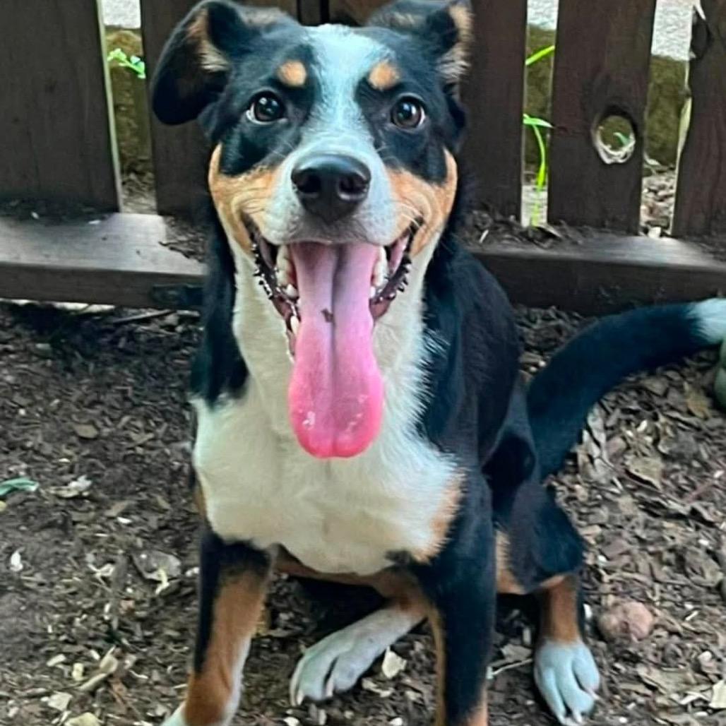 Median, Adoptable, Young Female Feist & Terrier.