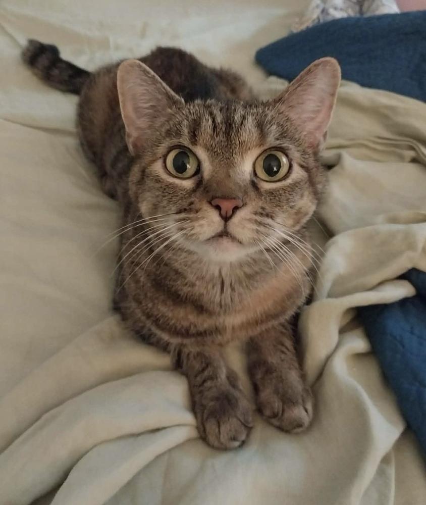 Gurro, a Adoptable mixed breed in Chicago, IL image 2/4