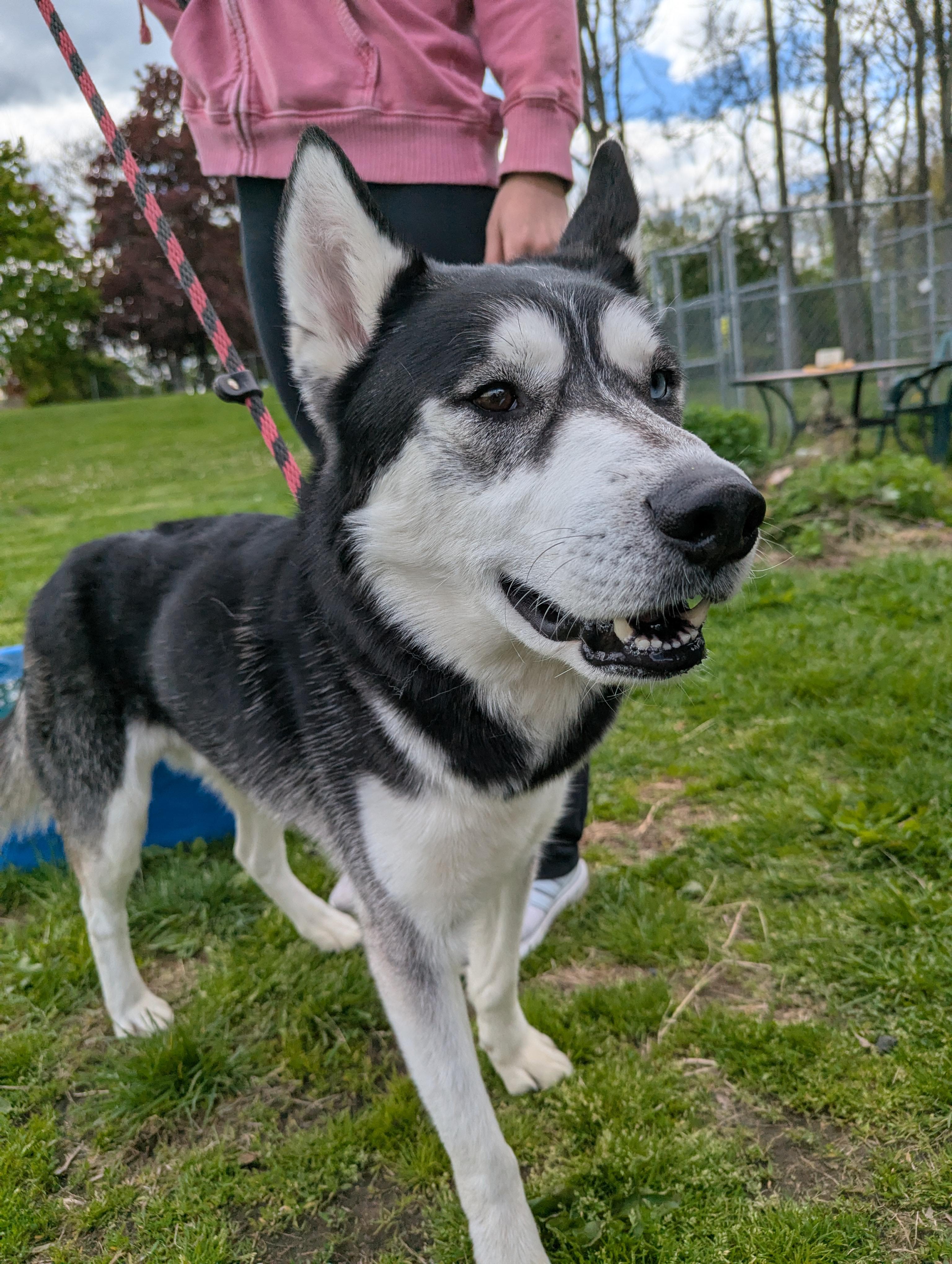 Enlarge River, a Adoptable Siberian Husky in New Windsor, NY image 2/2