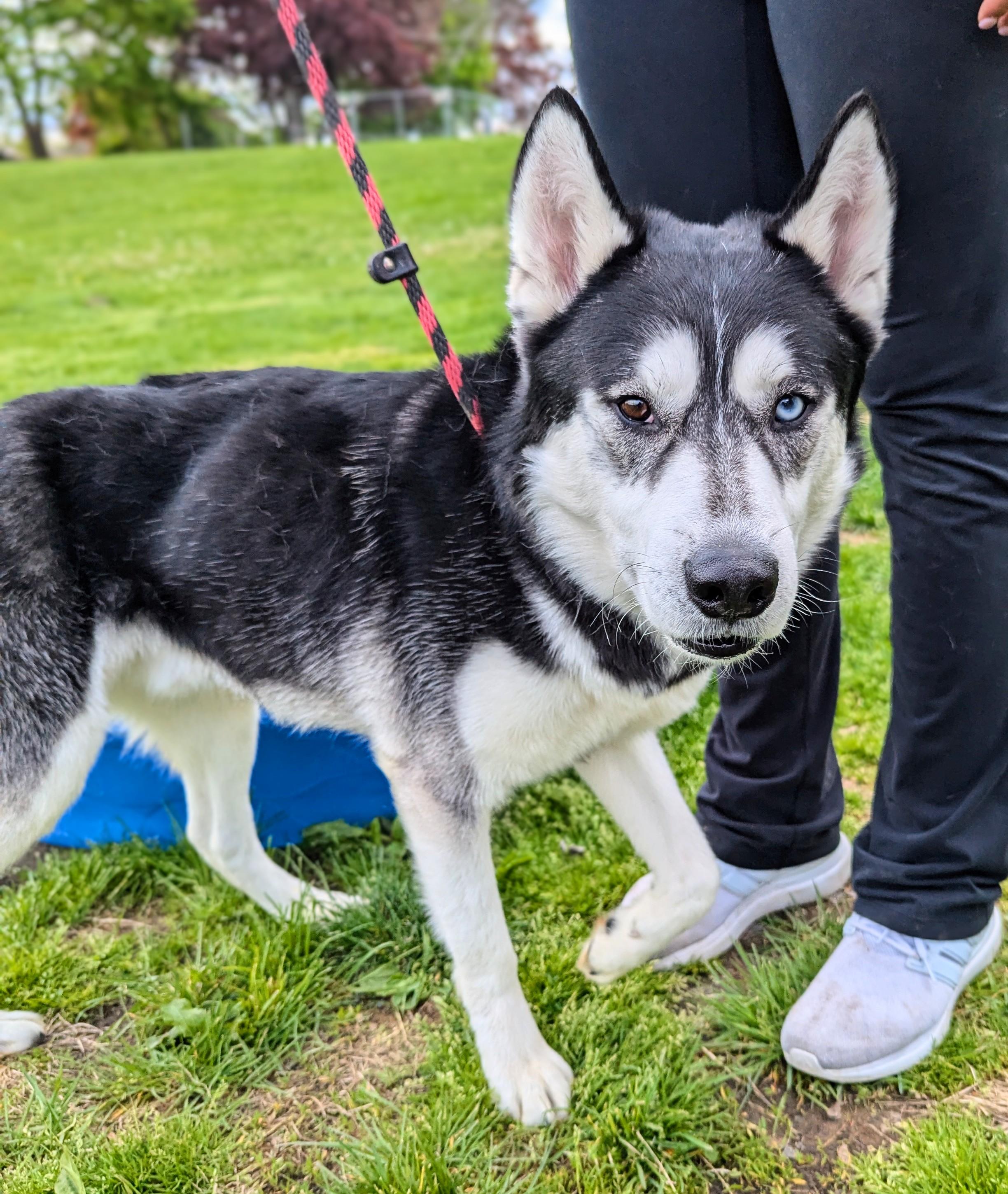 Enlarge River, a Adoptable Siberian Husky in New Windsor, NY image 1/2