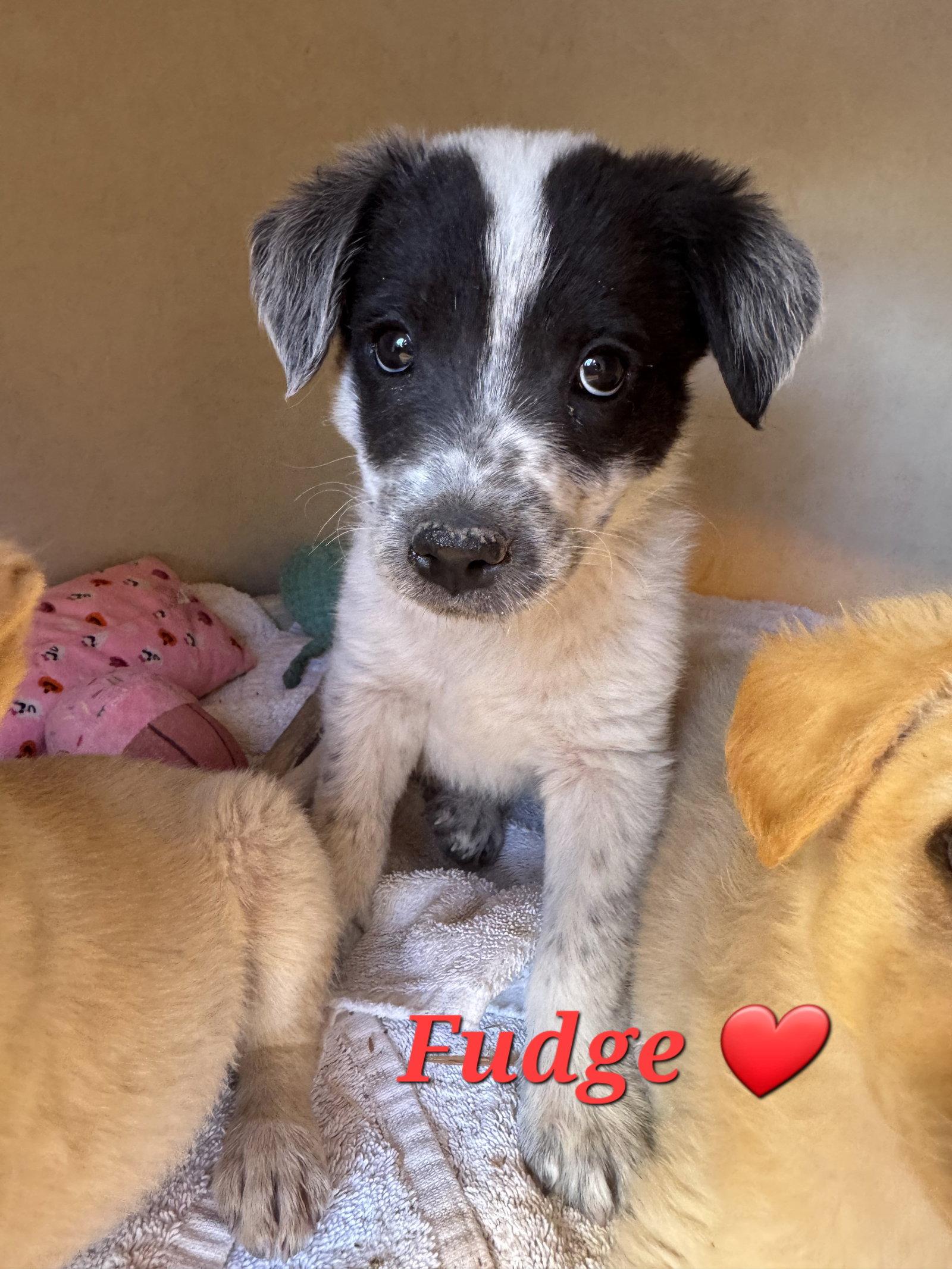 Fudge, a Adoptable mixed breed in Williamsburg, NM image 1/3