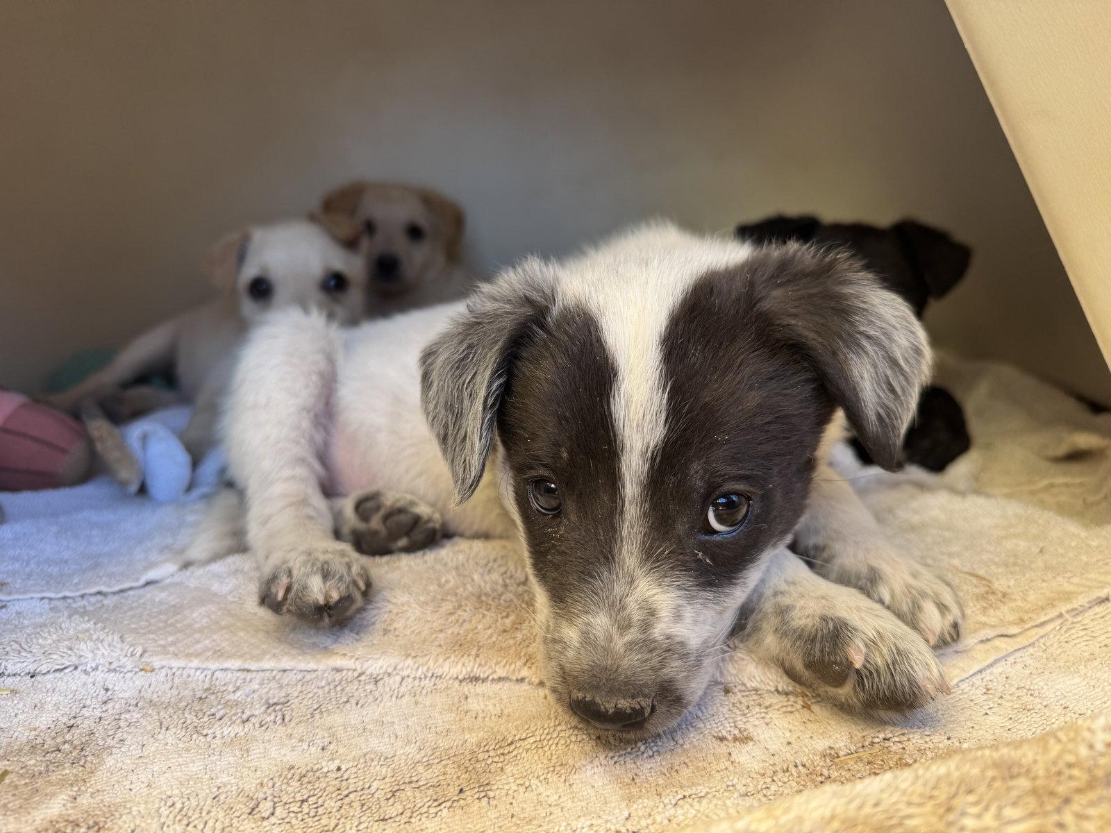 Fudge, a Adoptable mixed breed in Williamsburg, NM image 2/3