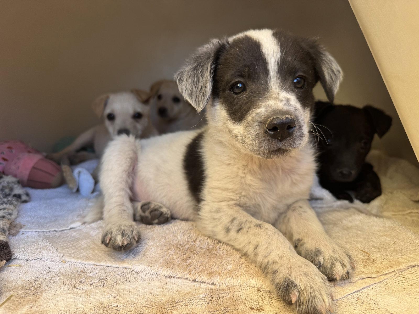 Fudge, a Adoptable mixed breed in Williamsburg, NM image 3/3