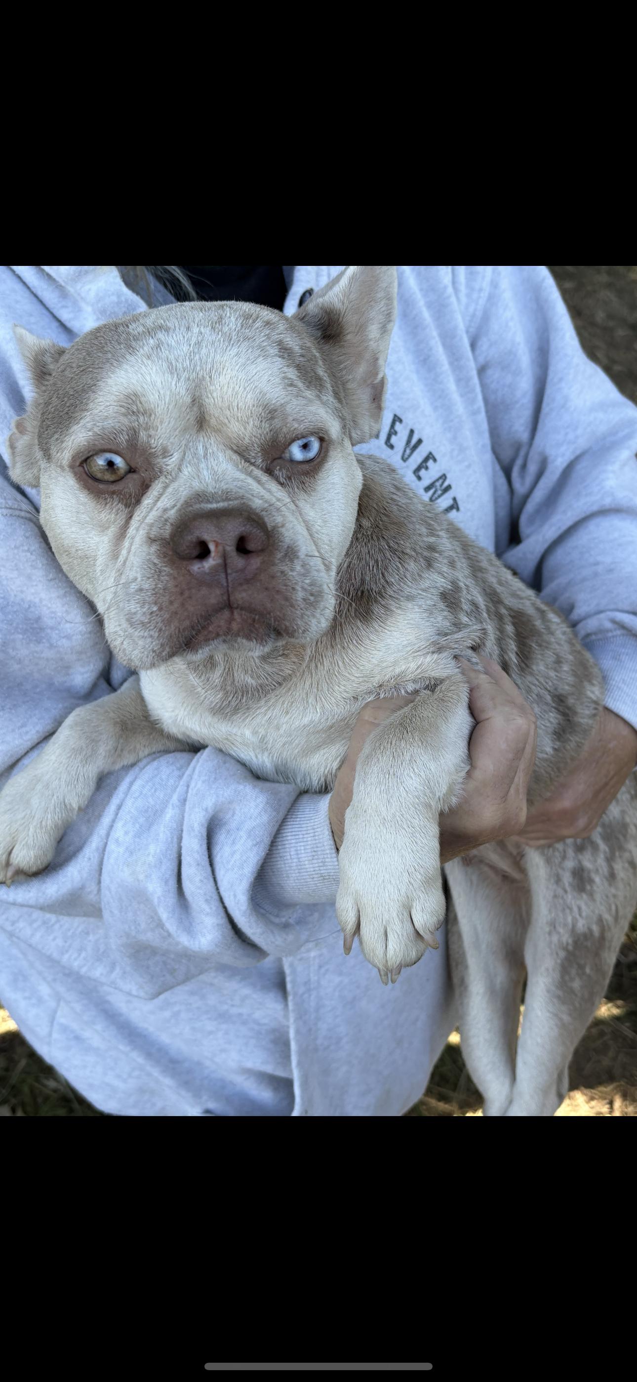Bianca, Adoptable, Young Female French Bulldog.