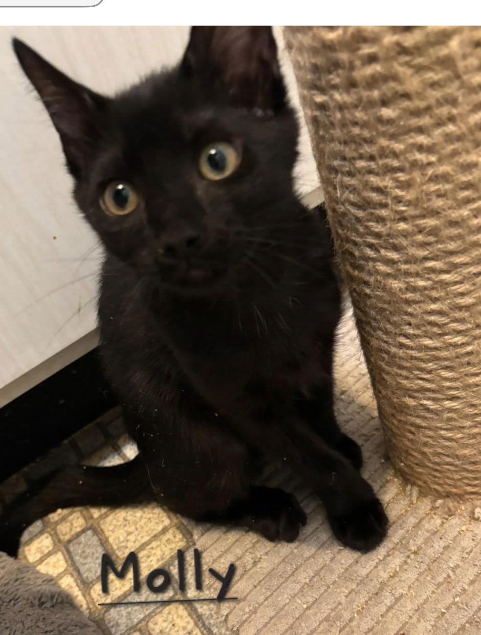 Enlarge Molly, a Adoptable Domestic Short Hair in Longwood, FL image 1/1