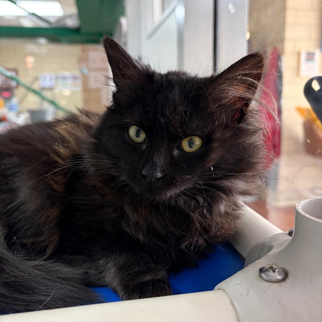 Marie, Adoptable, Kitten Female Domestic Medium Hair.