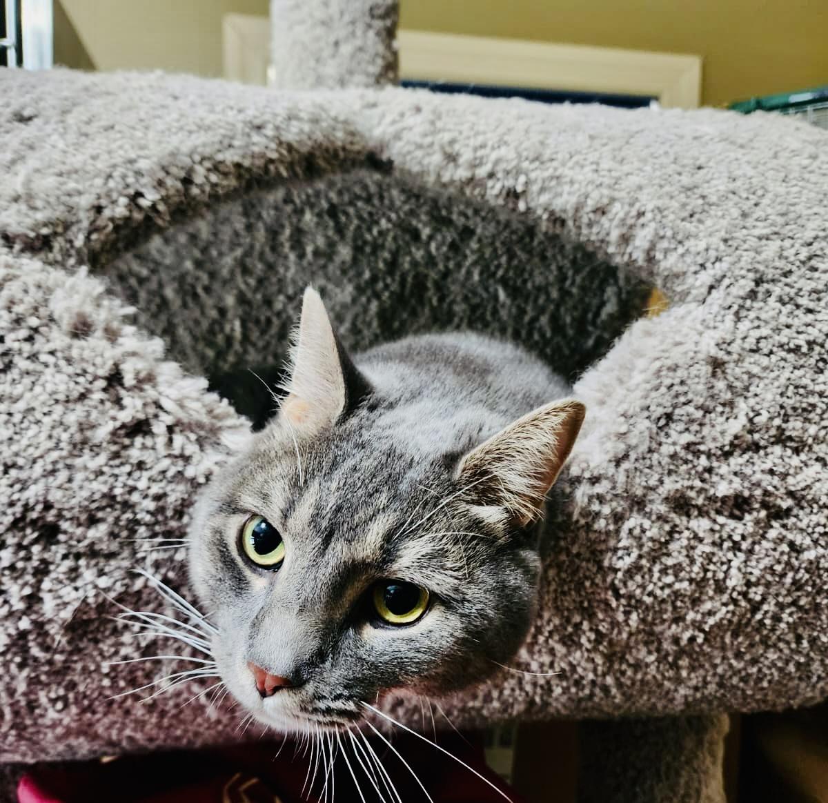 Enlarge Timmy, a Adoptable Domestic Short Hair in Hasbrouck Heights, NJ image 1/4