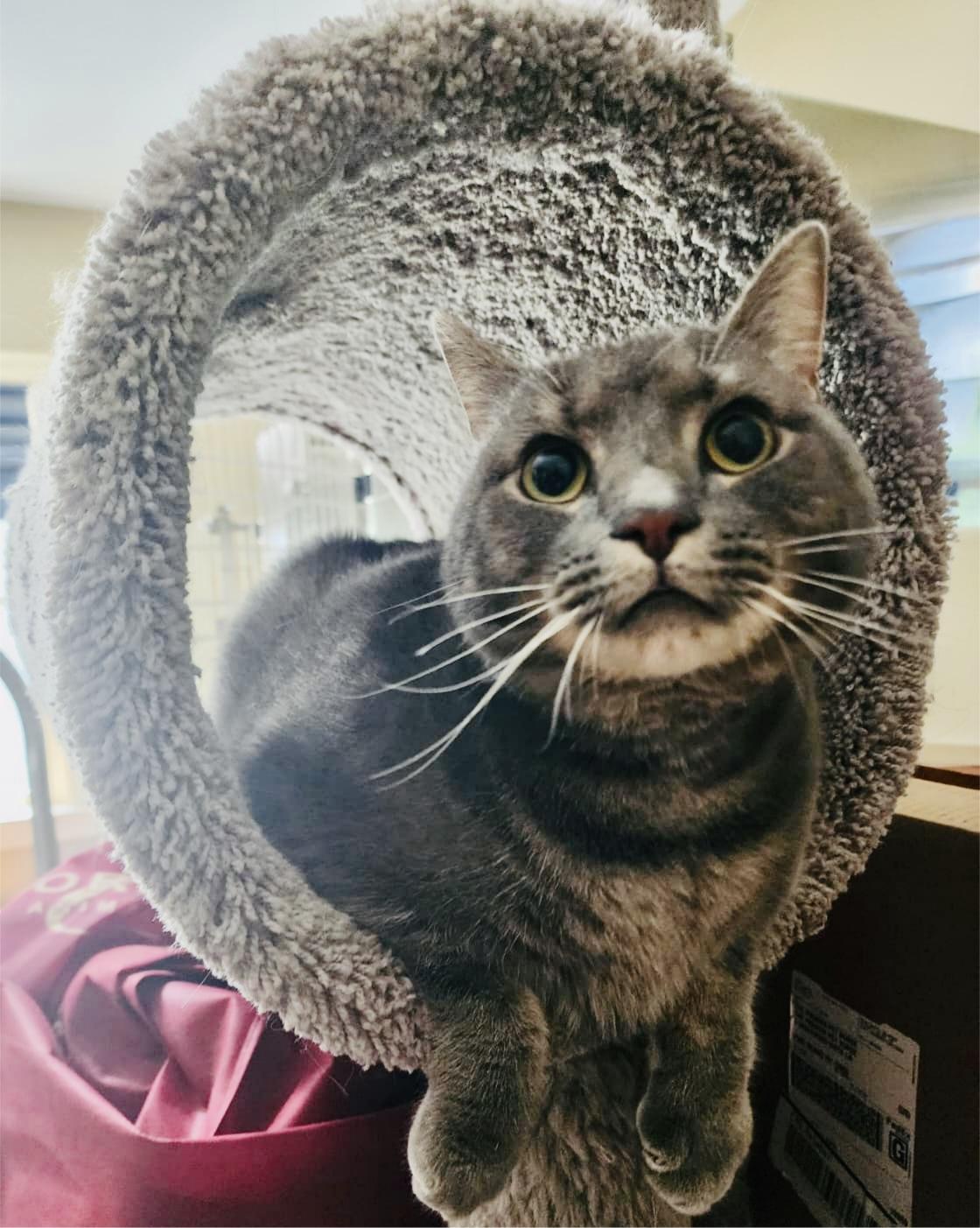 Enlarge Timmy, a Adoptable Domestic Short Hair in Hasbrouck Heights, NJ image 2/4